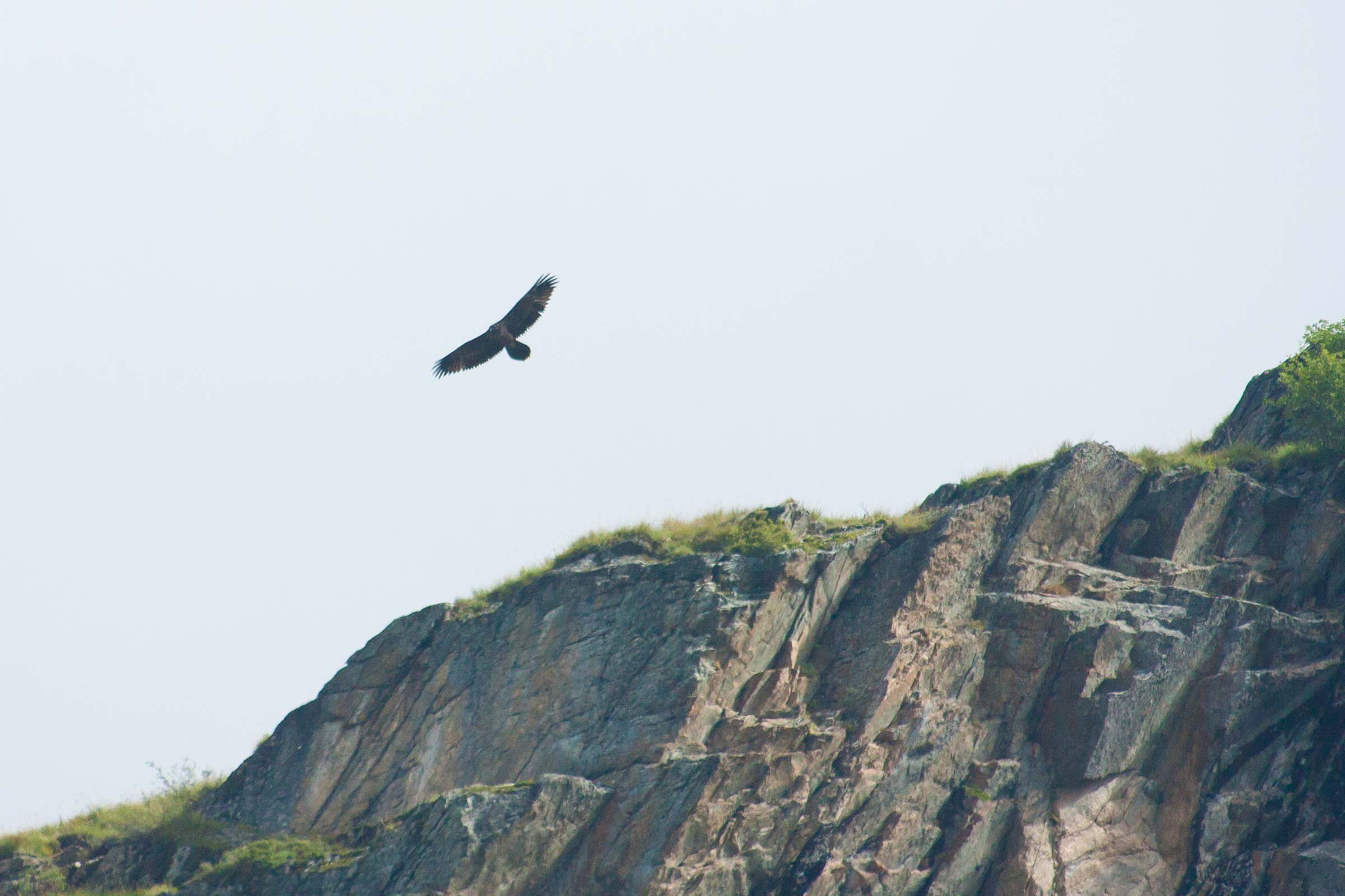 Pépite le gypaète barbu juvénile