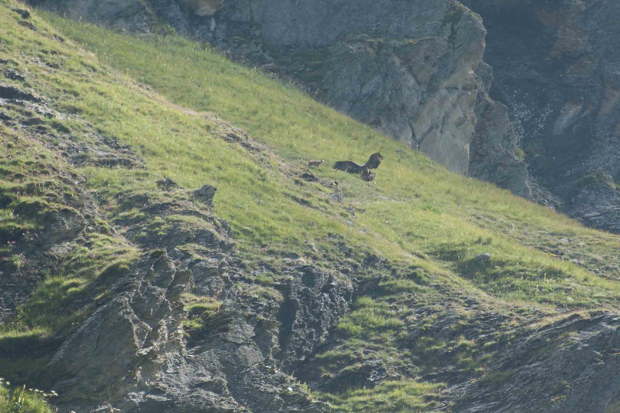 Pépite le gypaète barbu juvénile rencontre un renard