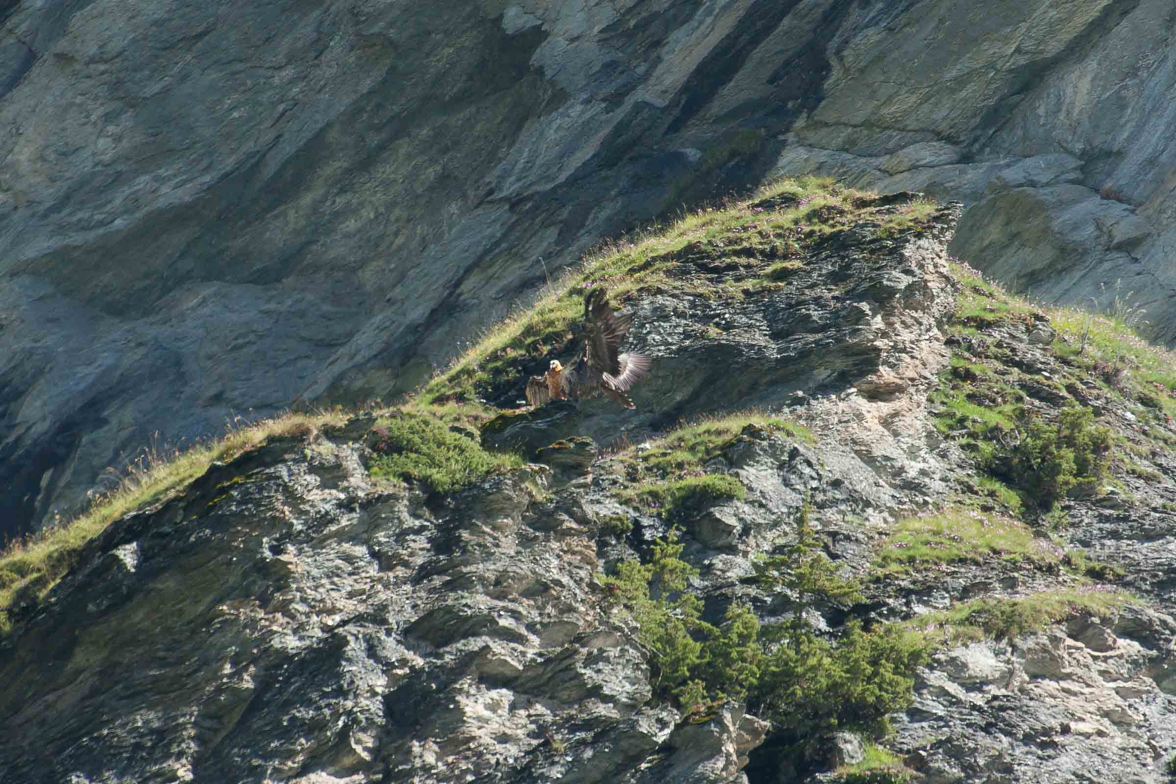 Gypaètes barbus sur leur perchoir