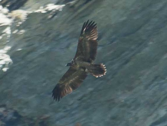 Pépite le gypaète barbu juvénile en vol près d'une falaise
