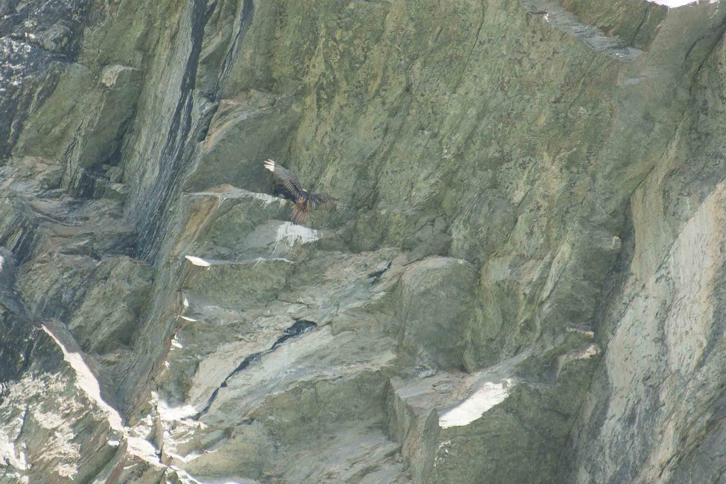 Adulte gypaète barbu qui retrouve l'aire avec le juvénile