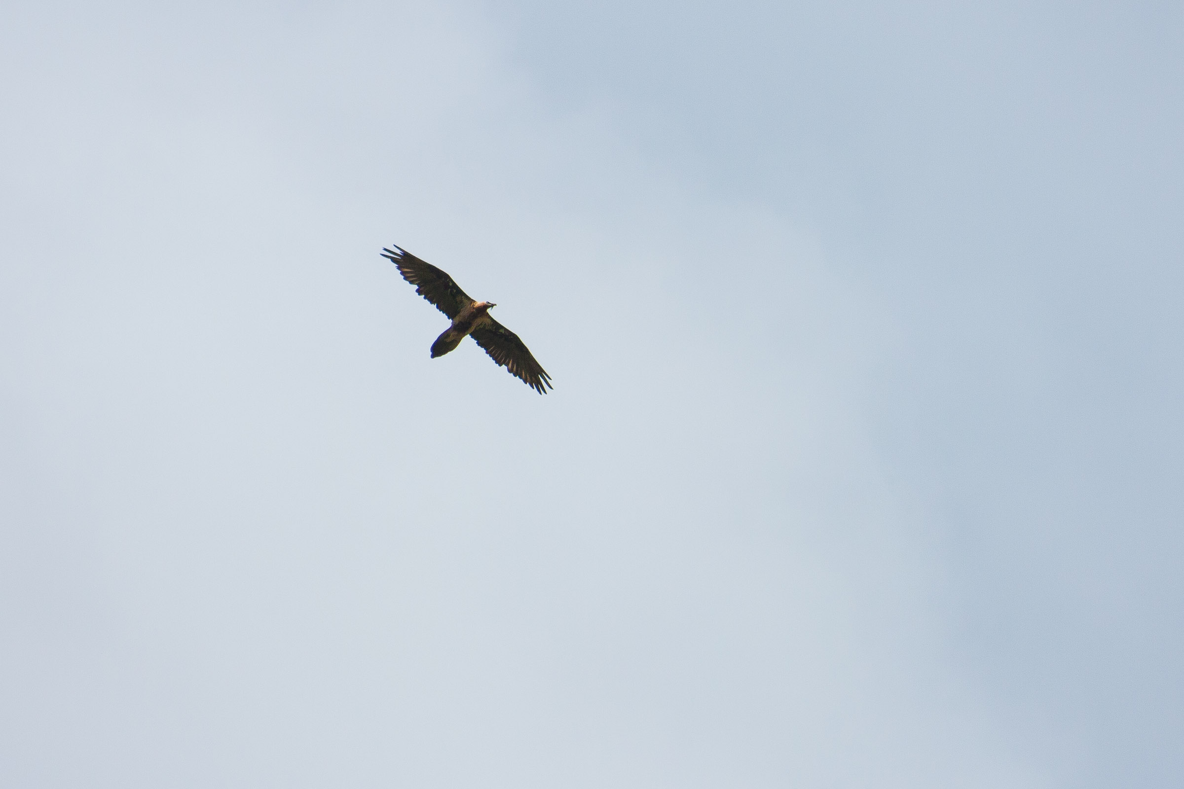 Gypaète barbu adulte en vol