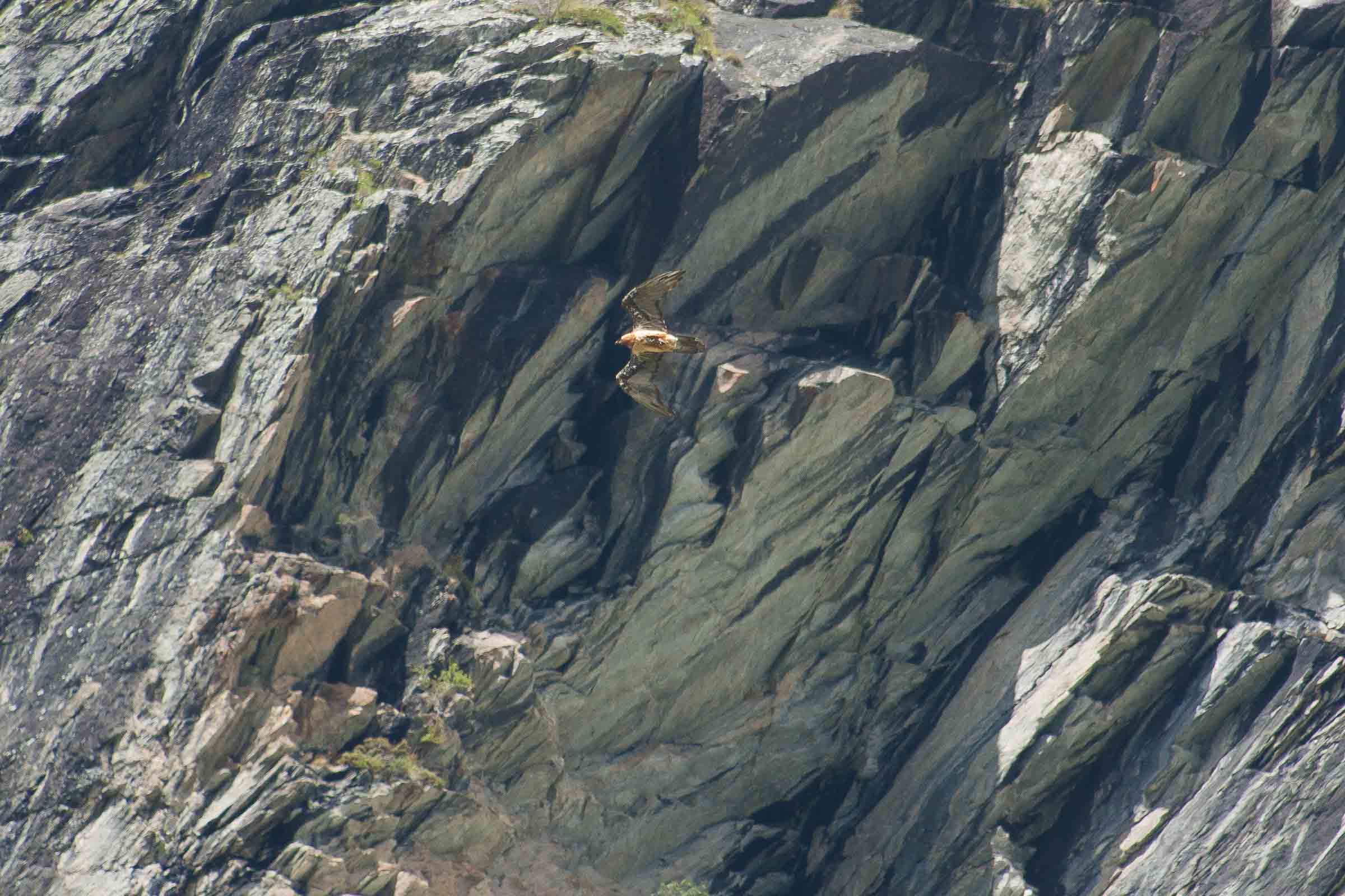 Gypaète barbu adulte en vol de retour à l'aire