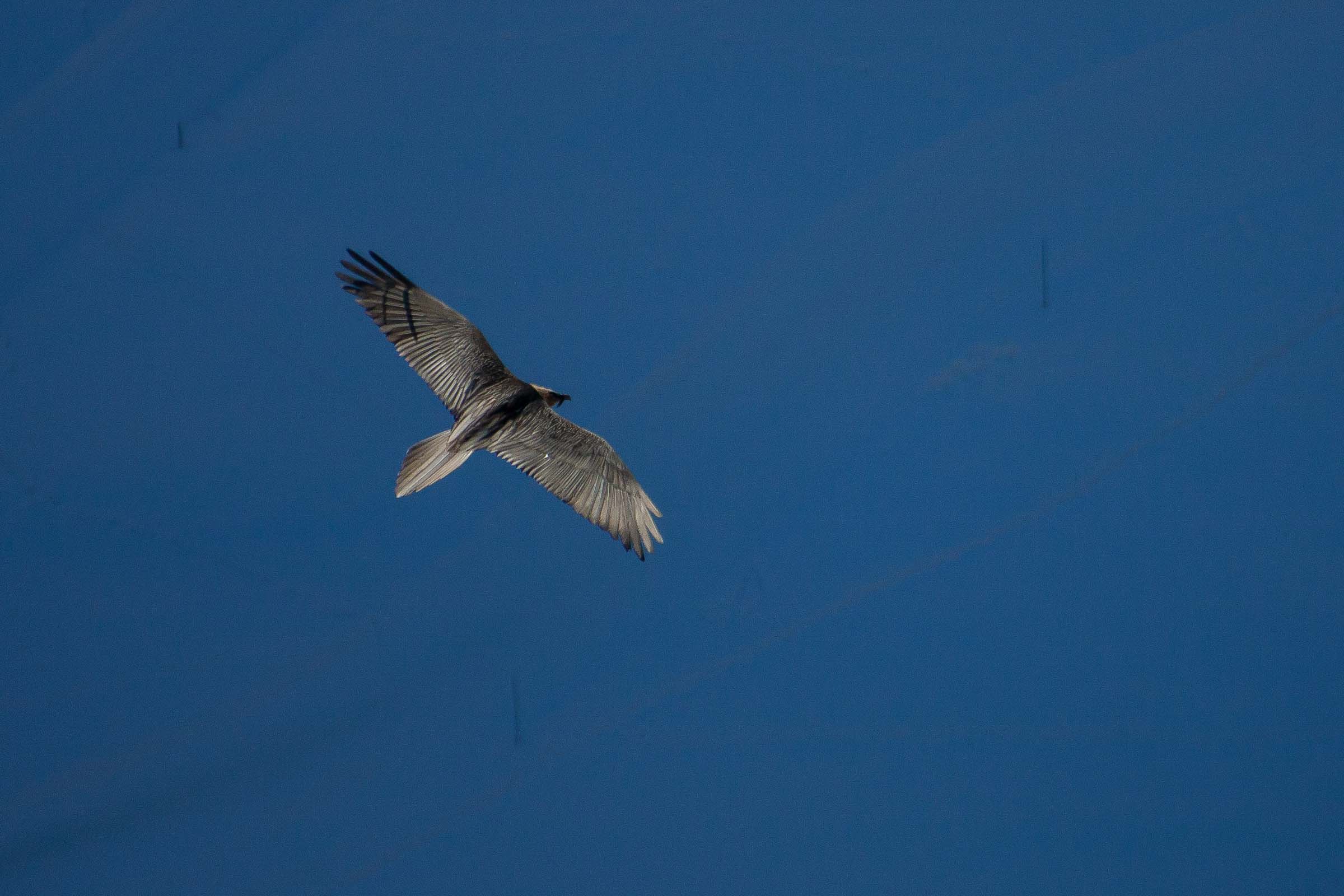 Gypaète barbu en vol