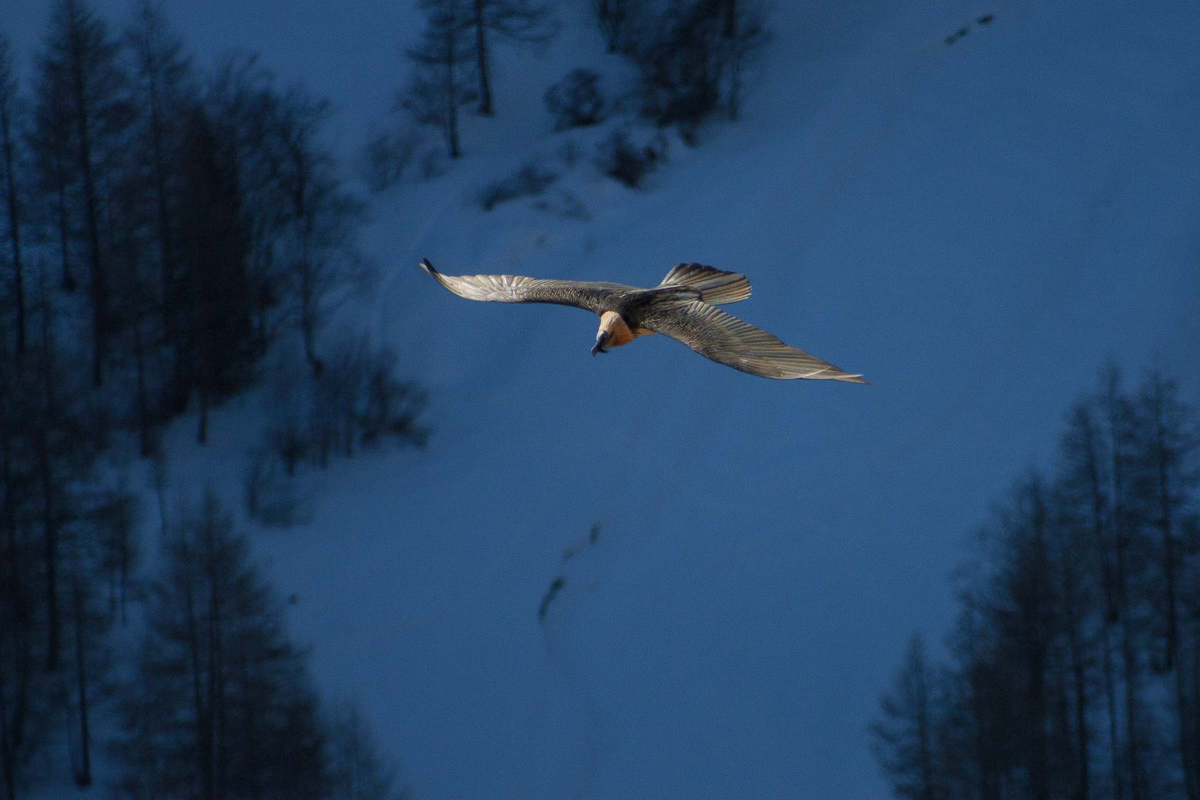 Gypaète barbu en vol