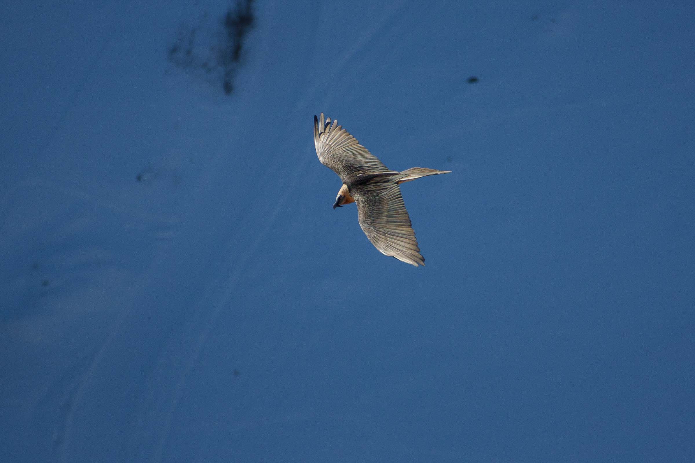 Gypaète barbu en vol