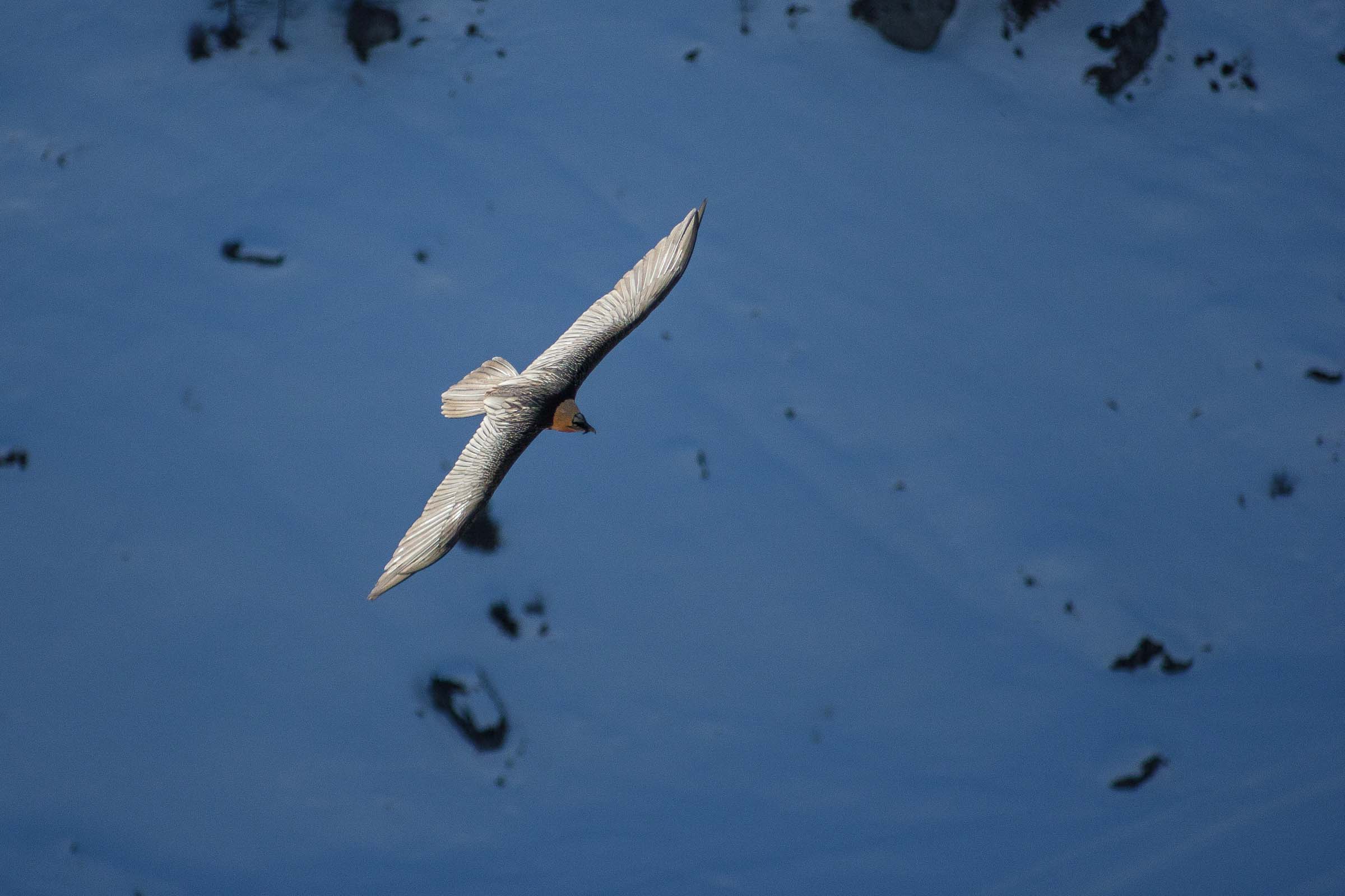 Gypaète barbu en vol