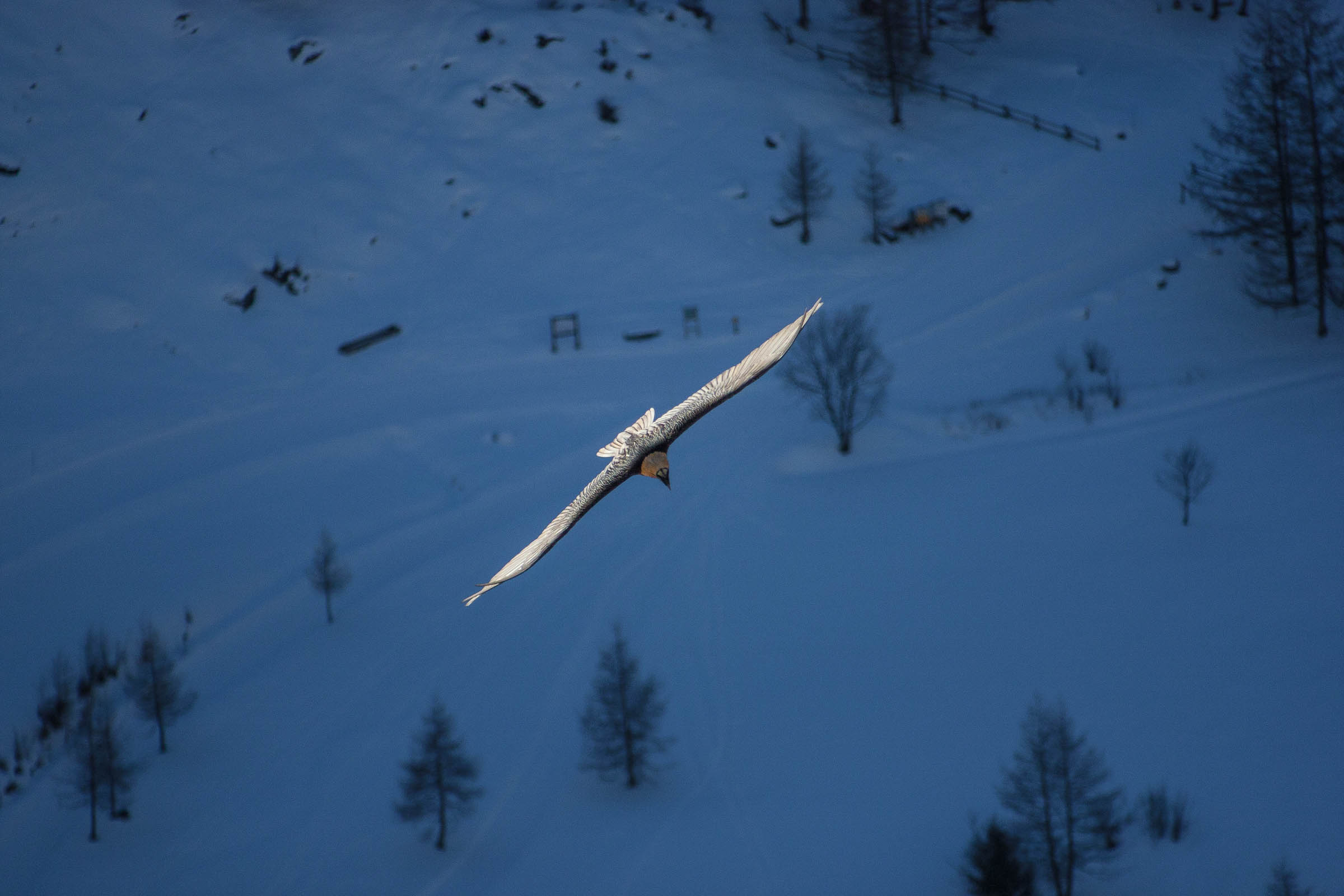 Gypaète barbu en vol