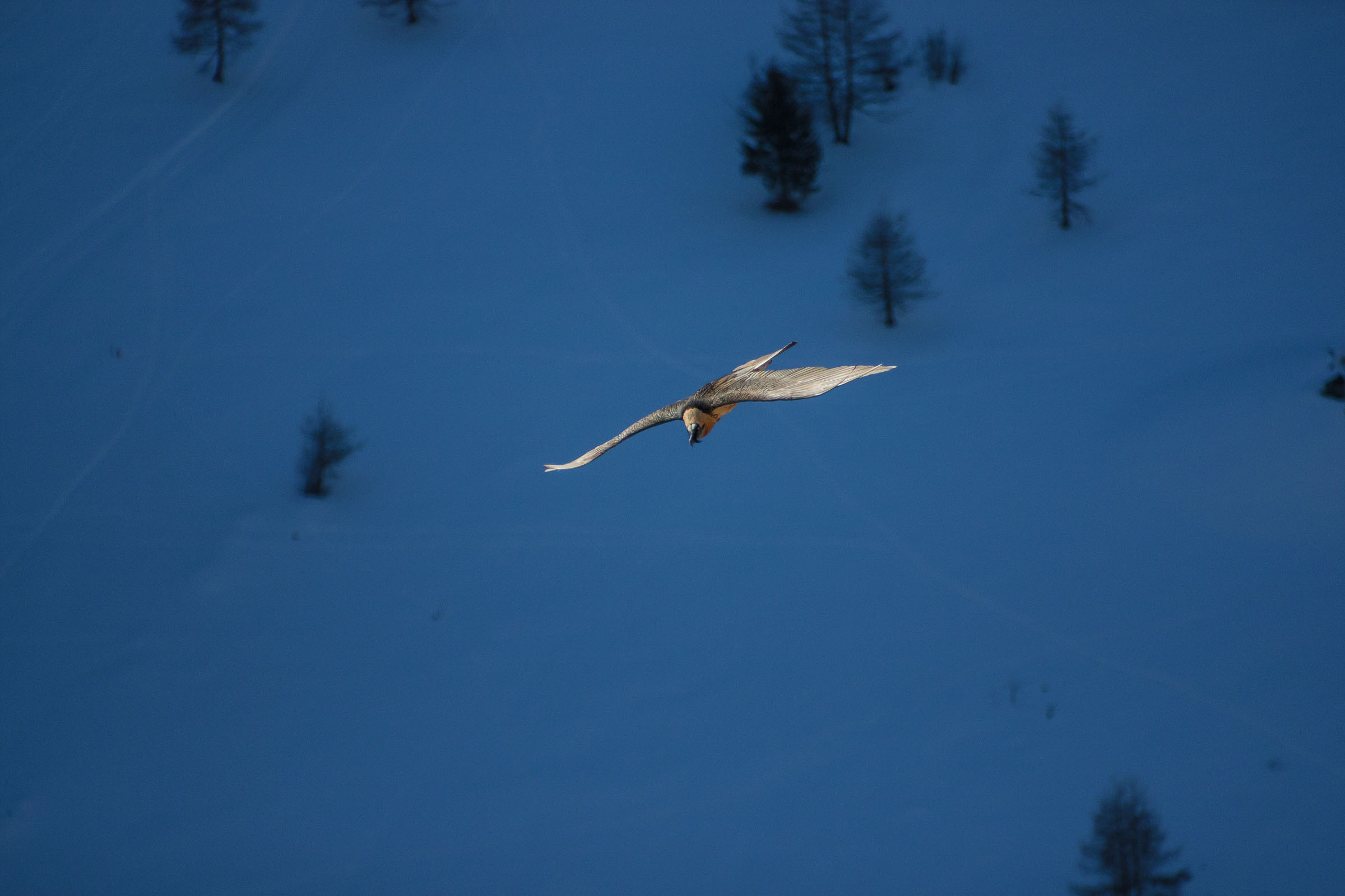 Gypaète barbu en vol