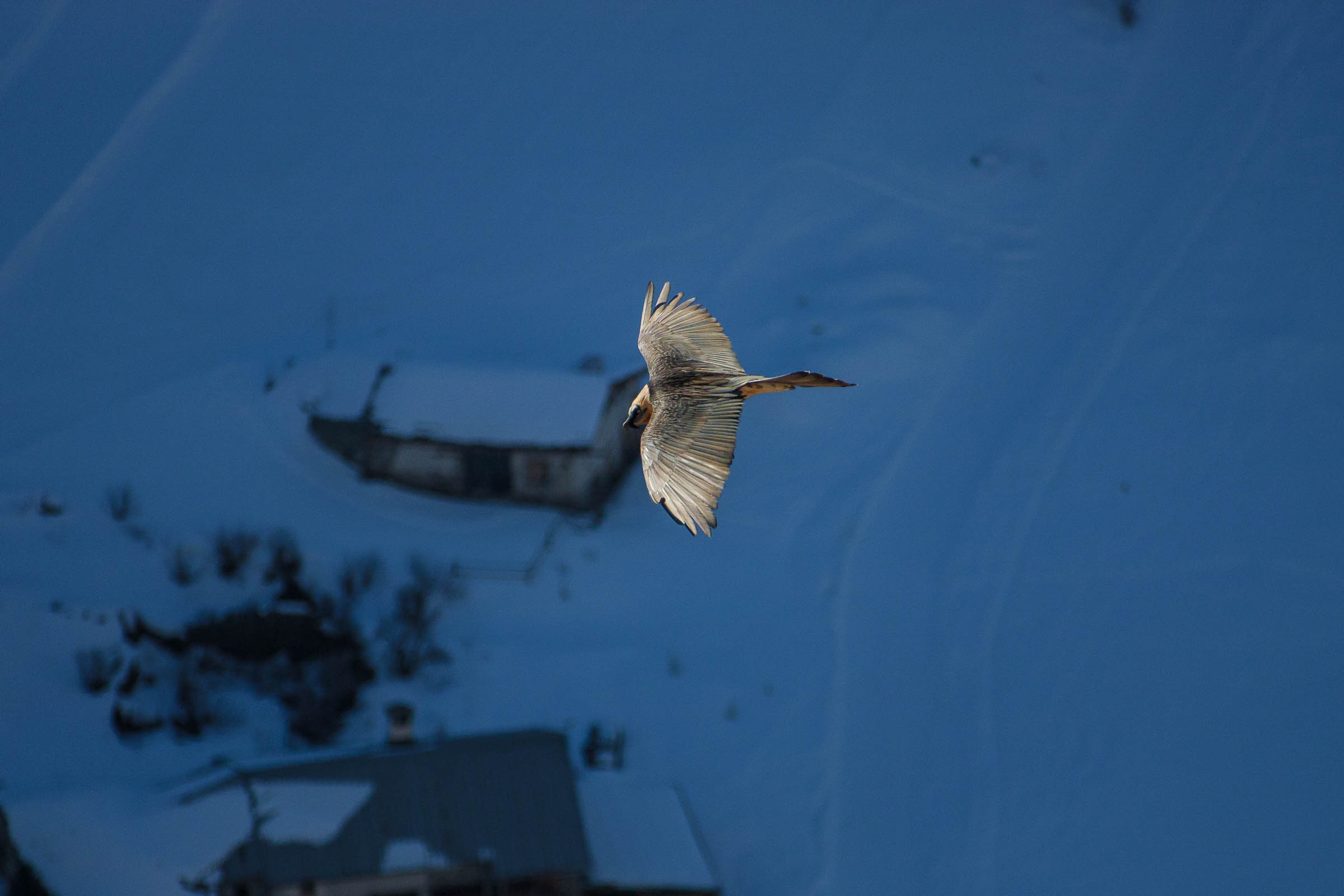 Gypaète barbu en vol