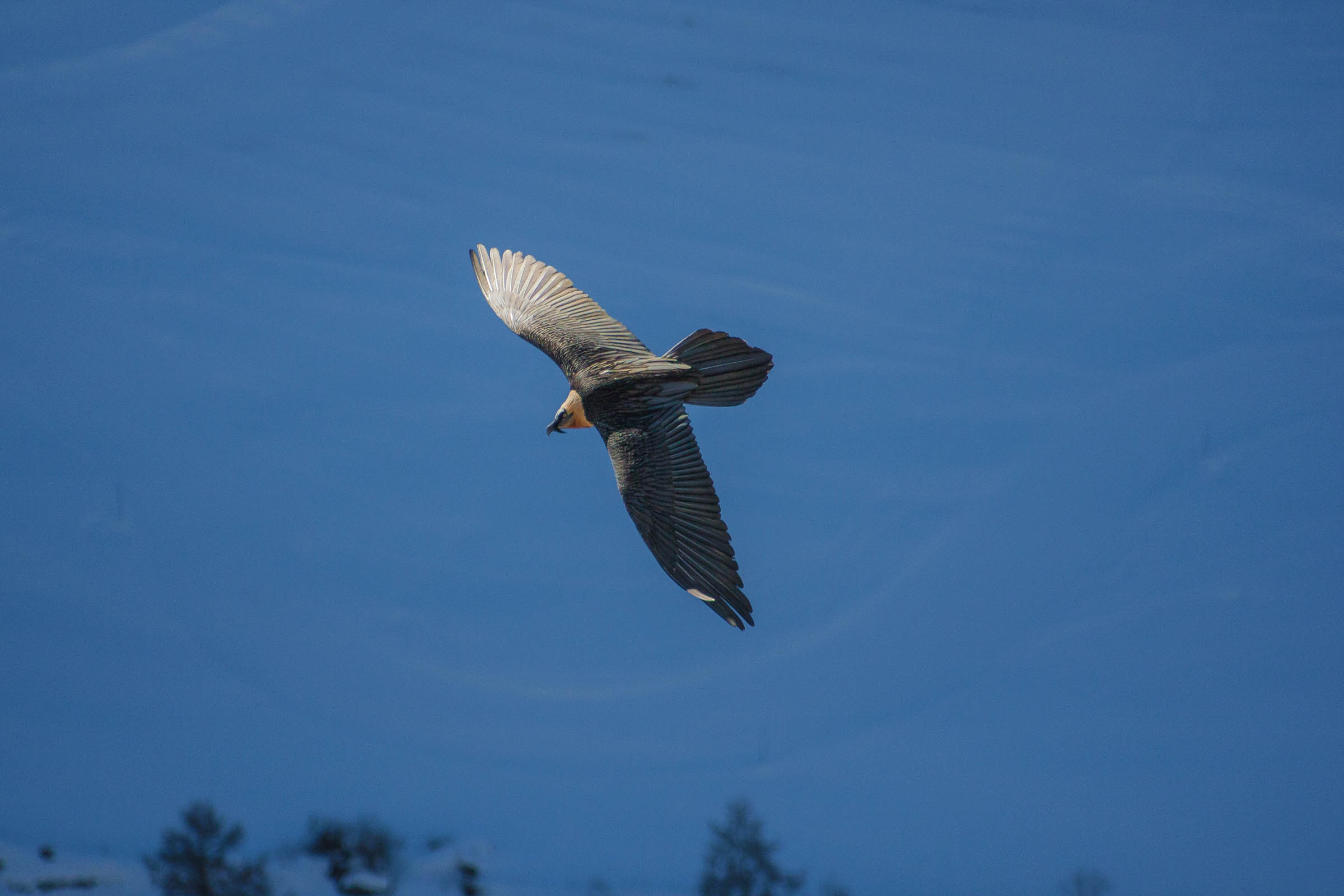 Gypaète barbu en vol