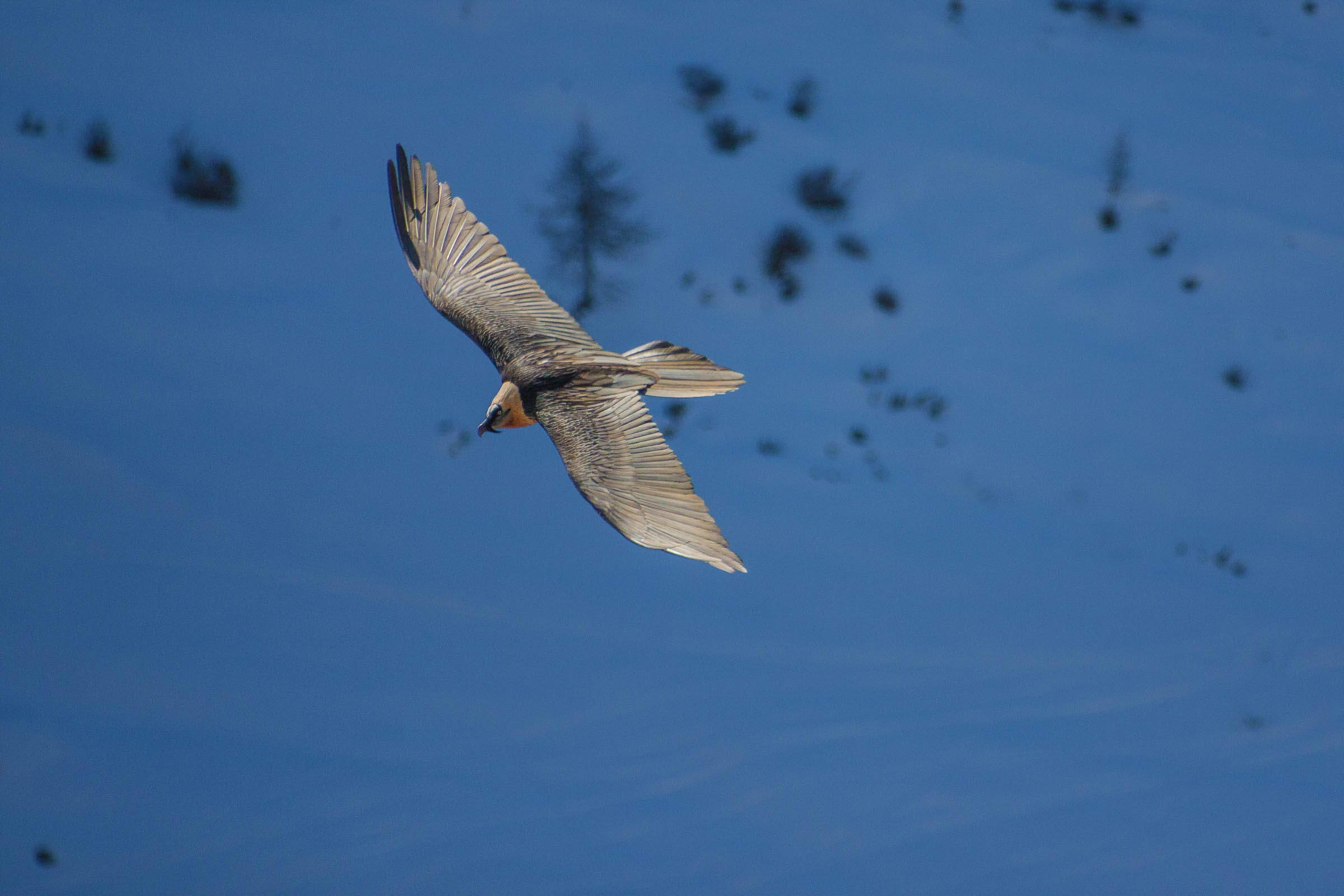 Gypaète barbu en vol