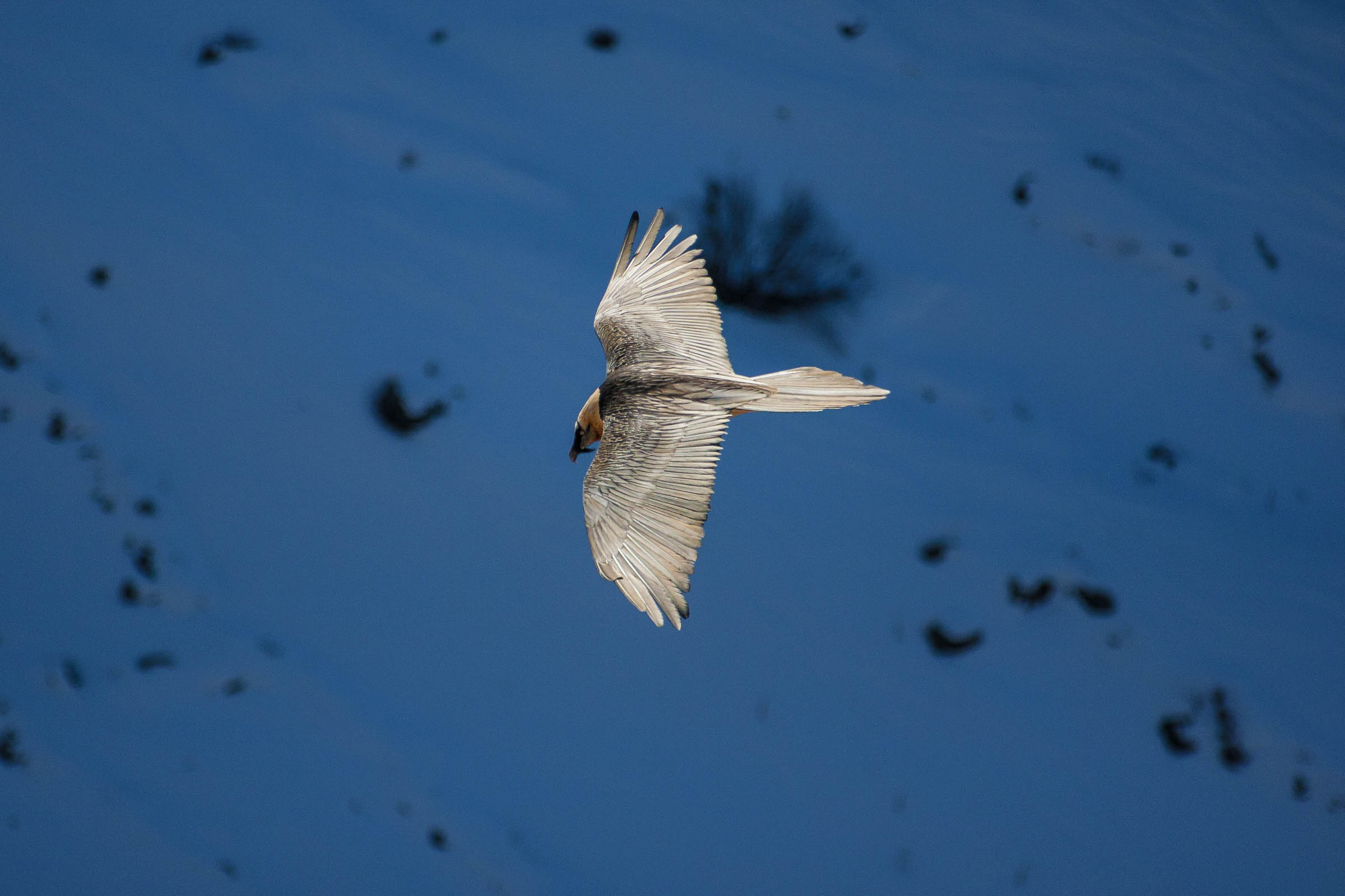 Gypaète barbu en vol