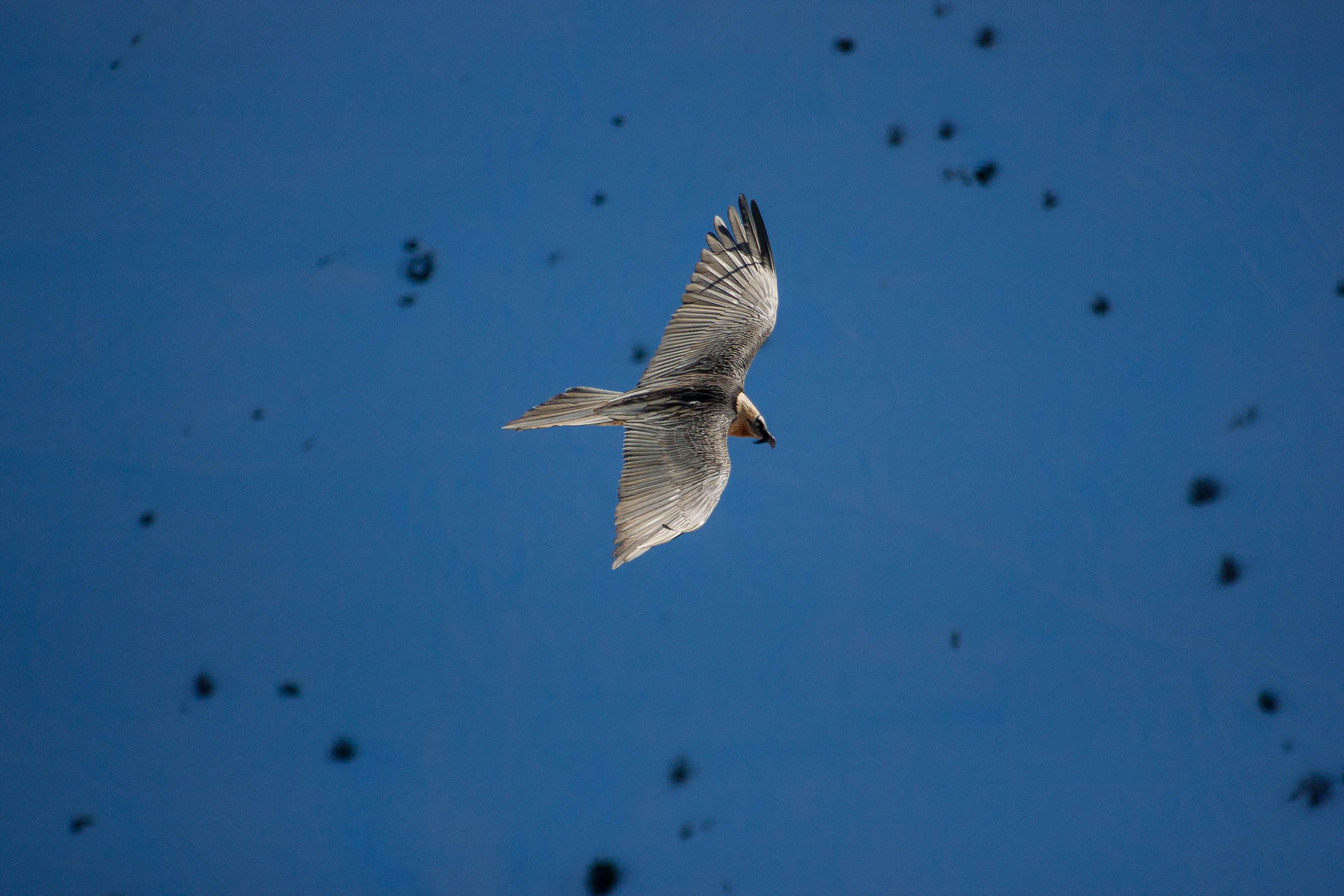 Gypaète barbu en vol