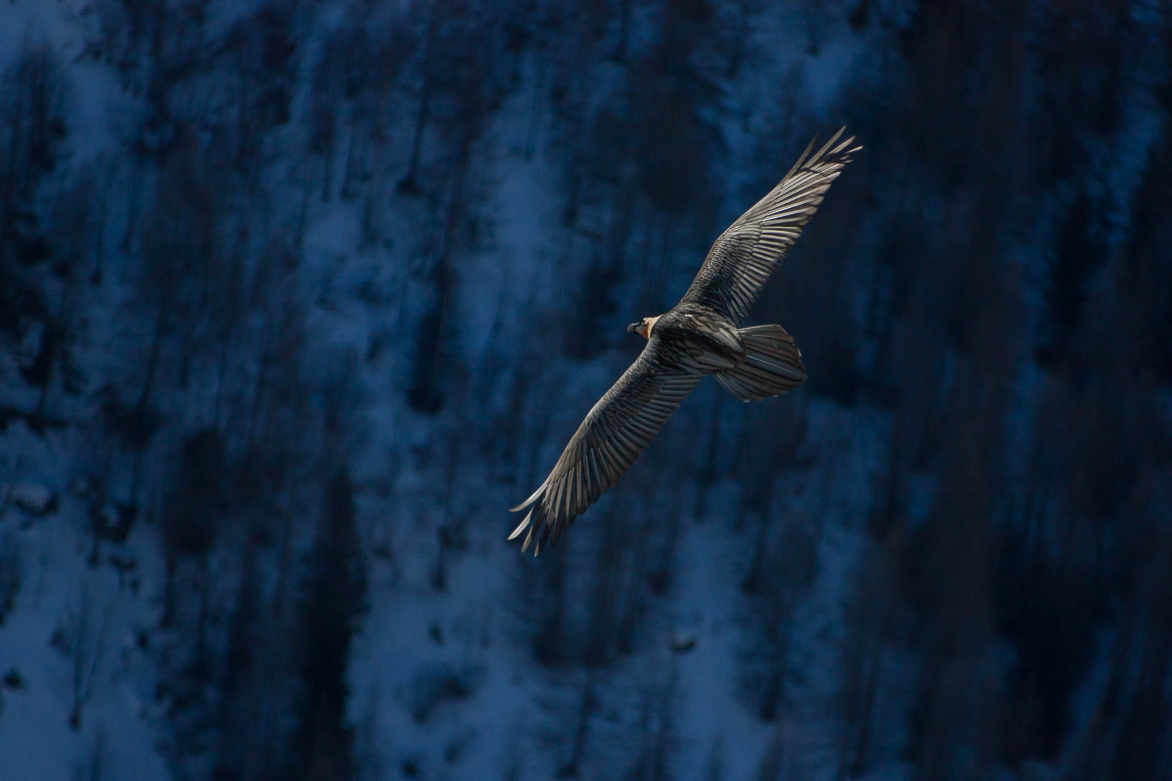 Gypaète barbu en vol