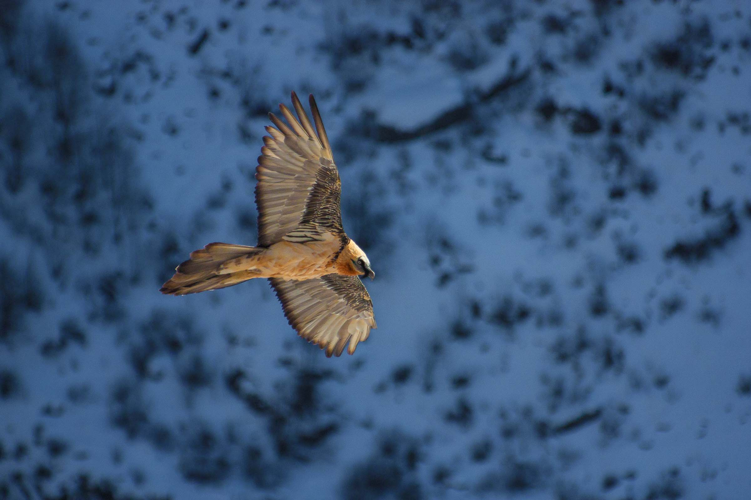 Gypaète barbu en vol