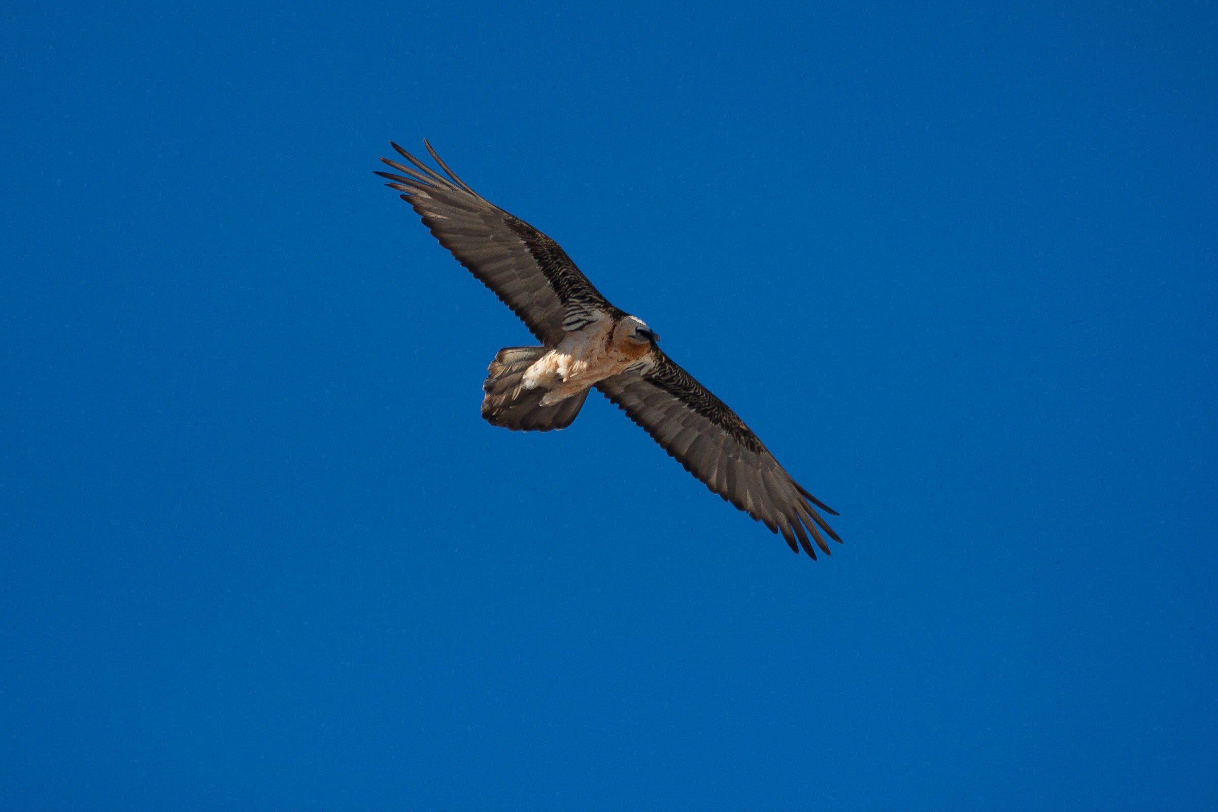 Gypaète barbu en vol
