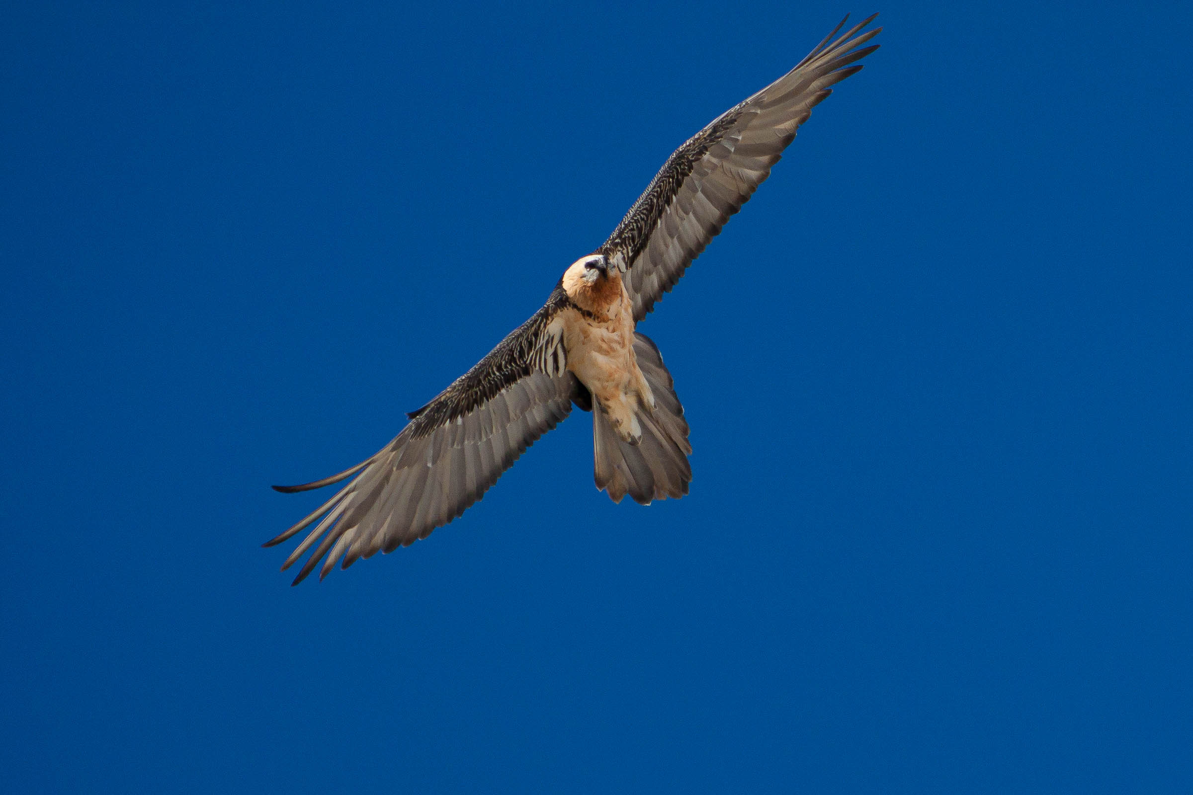 Gypaète barbu en vol