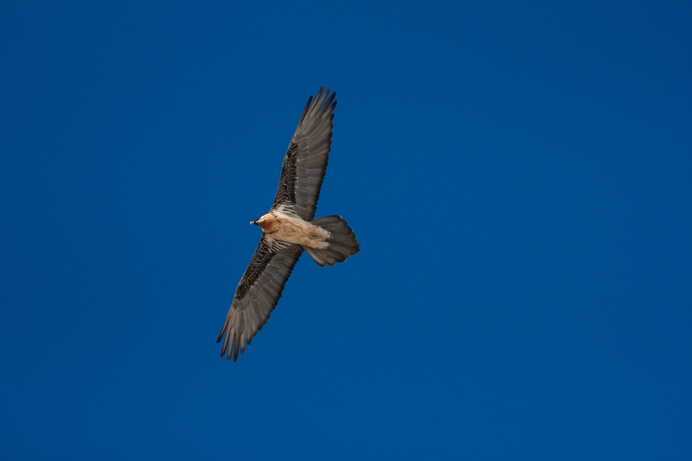 Gypaète barbu en vol