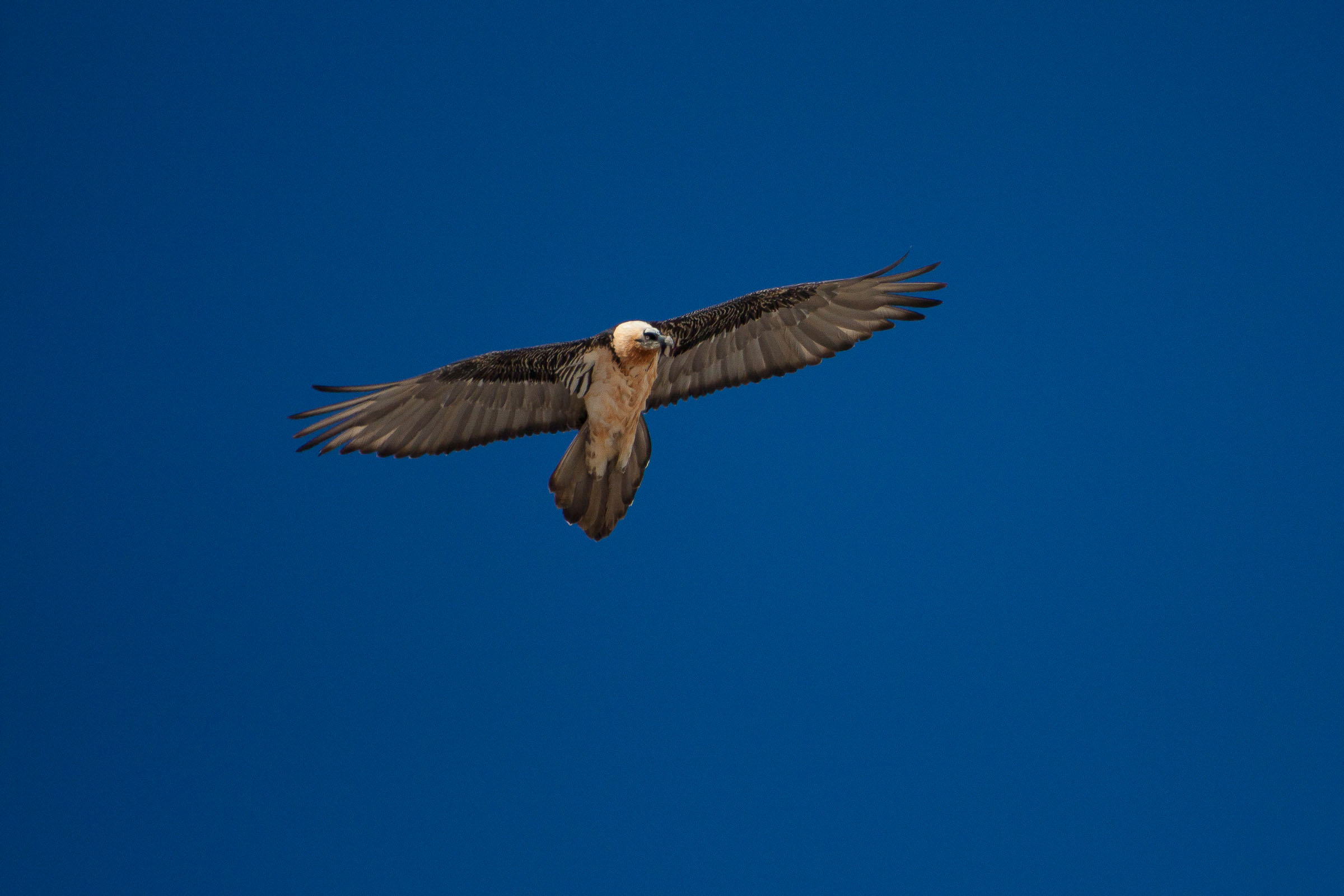 Gypaète barbu en vol