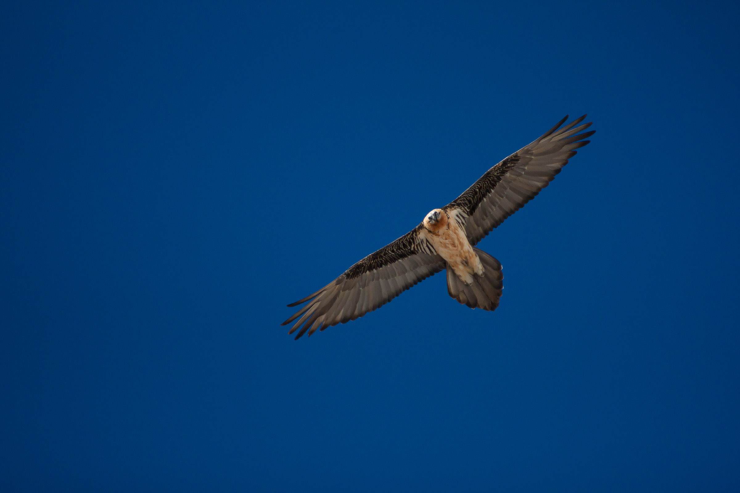 Gypaète barbu en vol