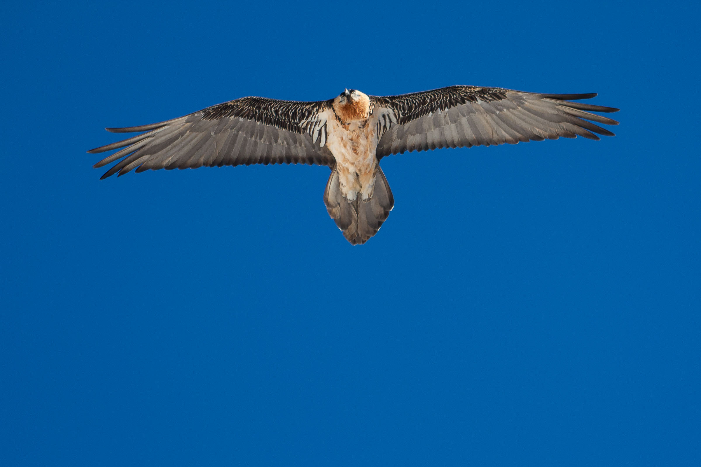 Gypaète barbu en vol