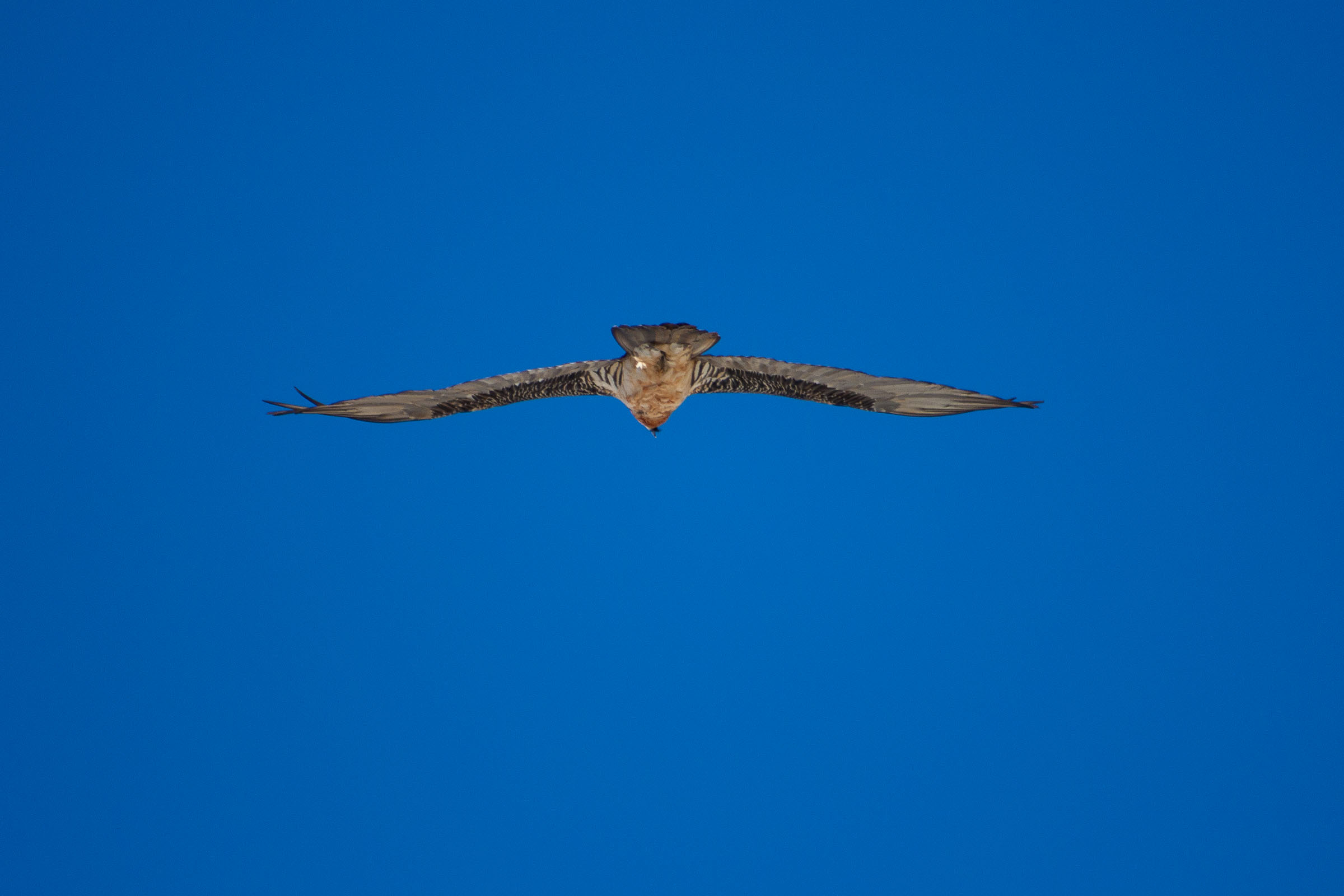 Gypaète barbu en vol
