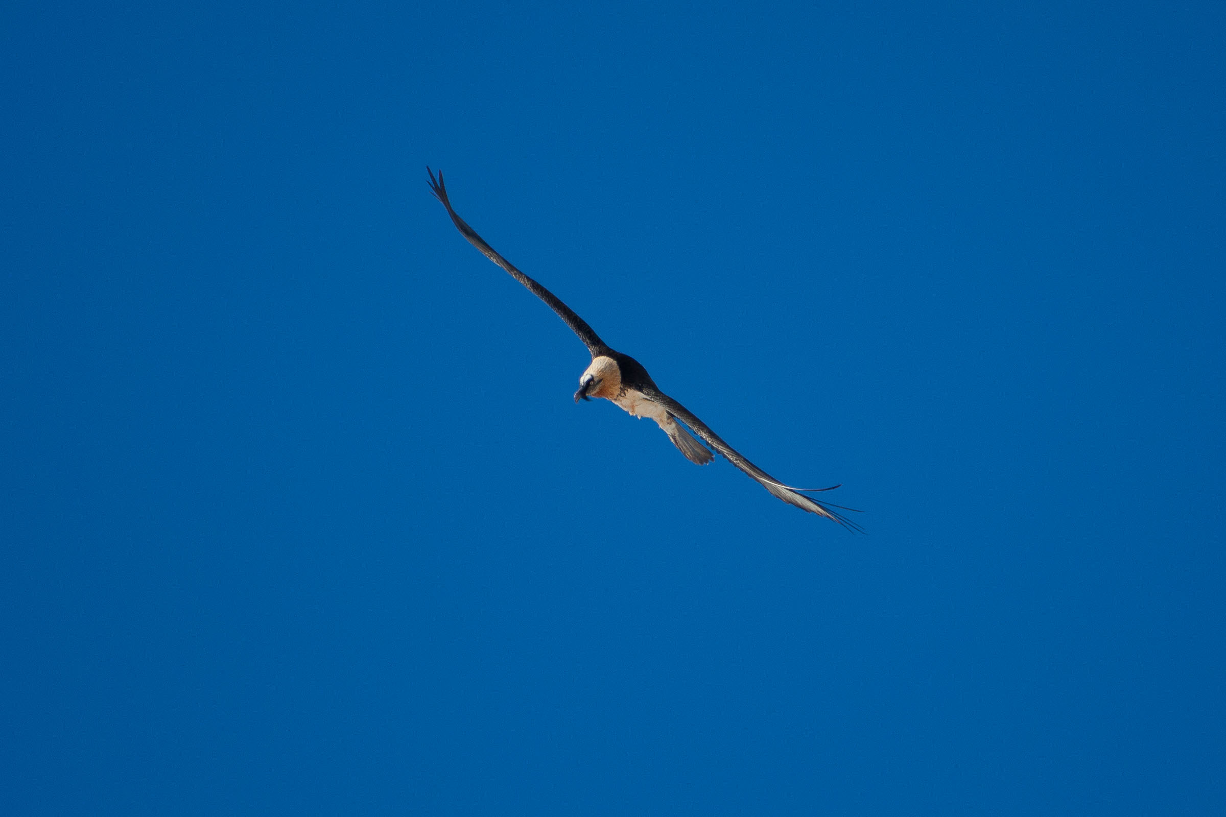 Gypaète barbu en vol