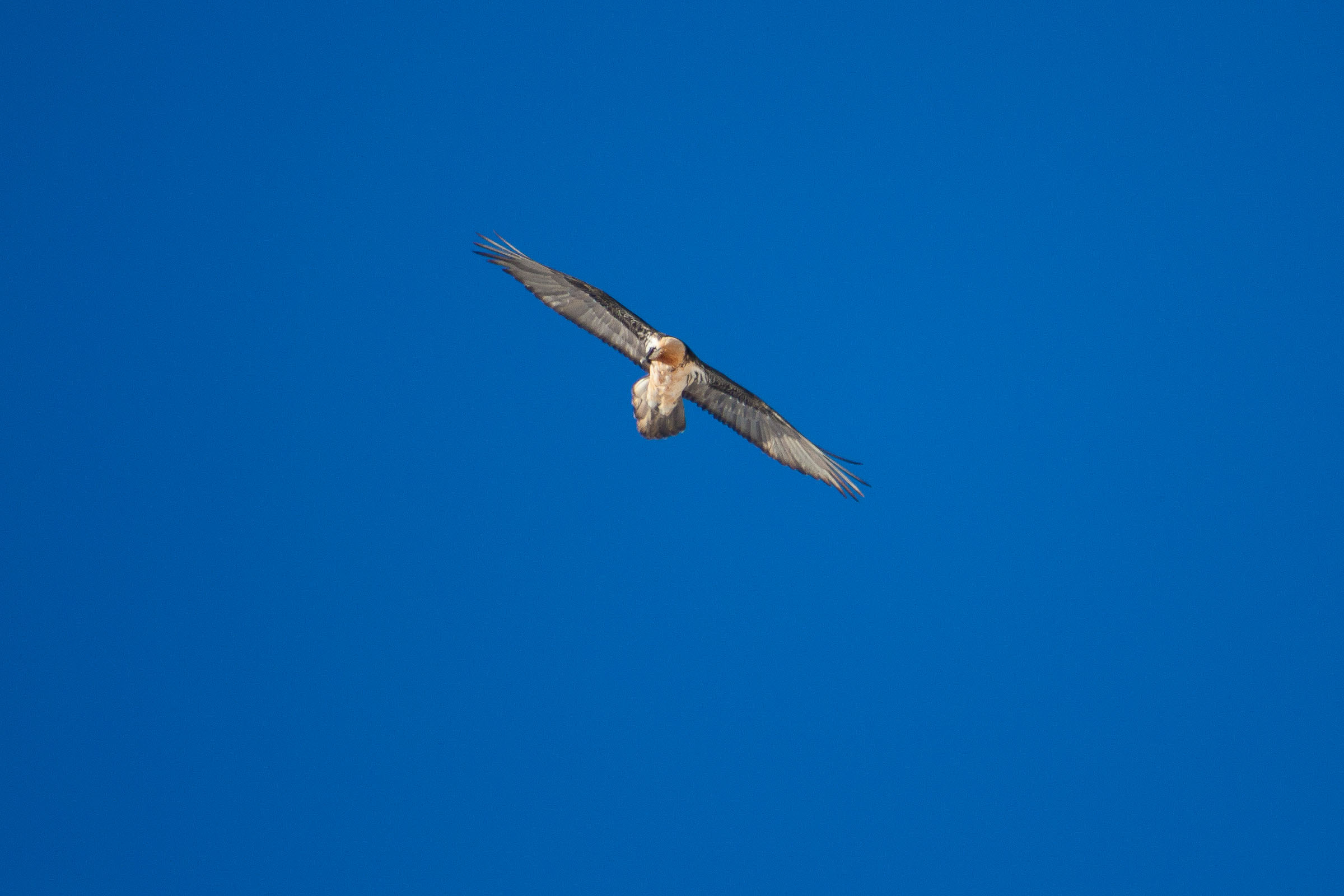 Gypaète barbu en vol