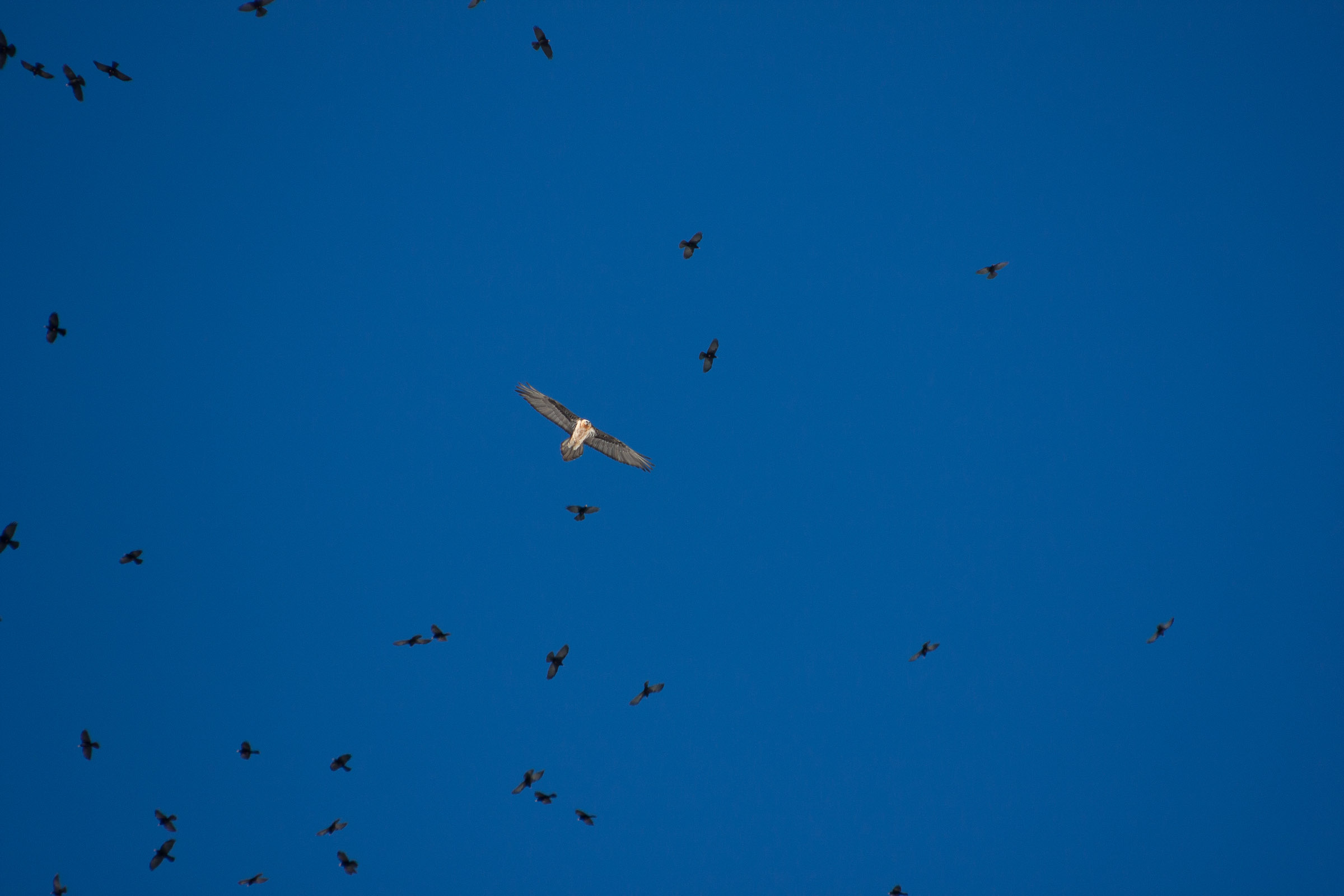 Gypaète barbu en vol au milieu des chocards