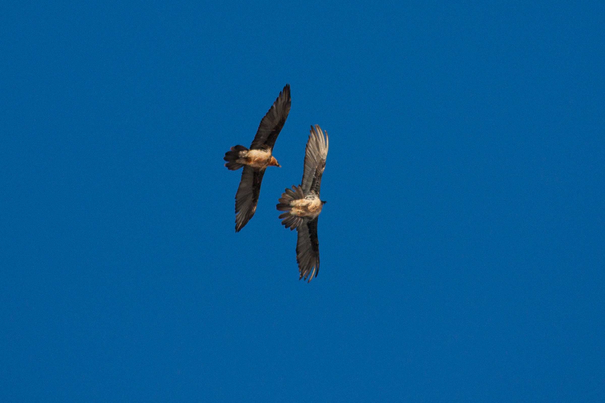 Gypaètes barbus en vol