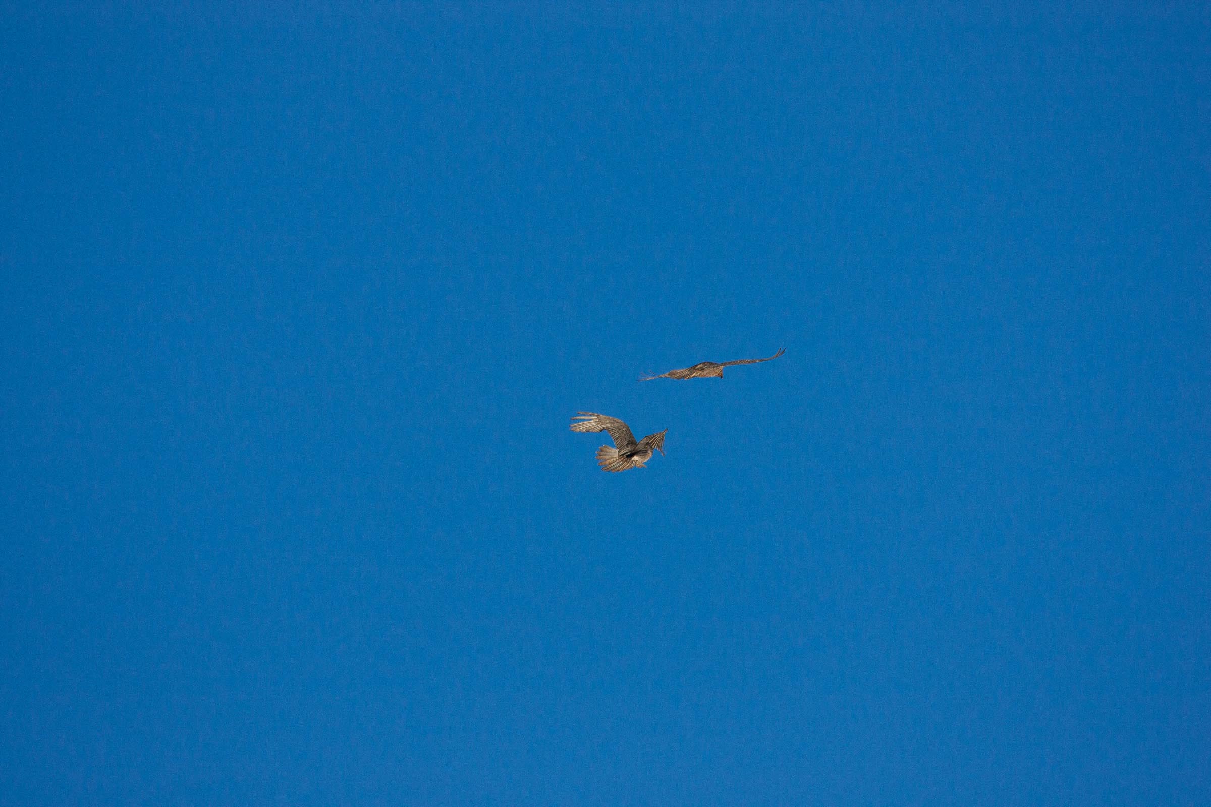 Gypaètes barbus en vol