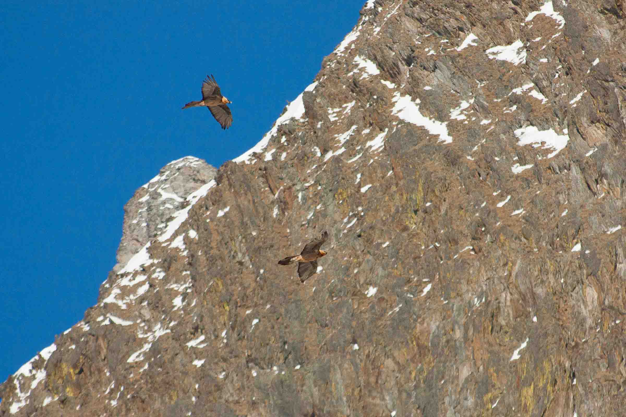 Gypaètes barbus en vol