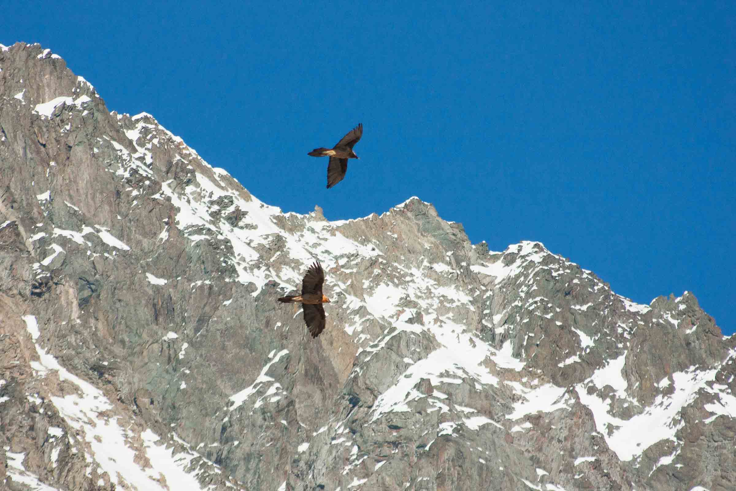 Gypaètes barbus en vol