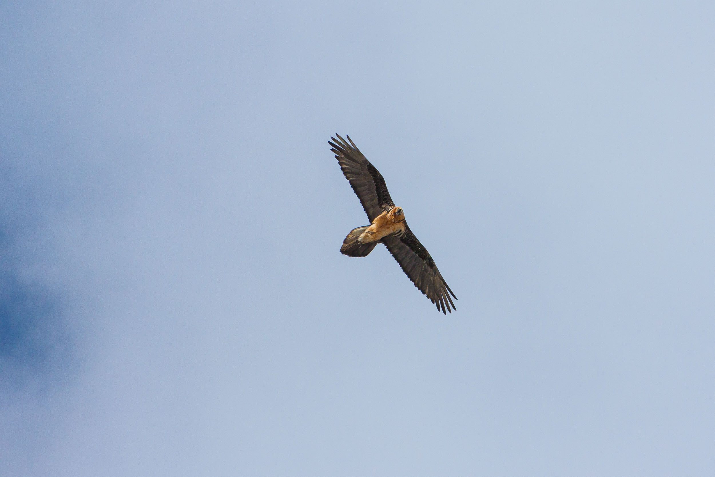 Gypaète barbu adulte en vol 7487