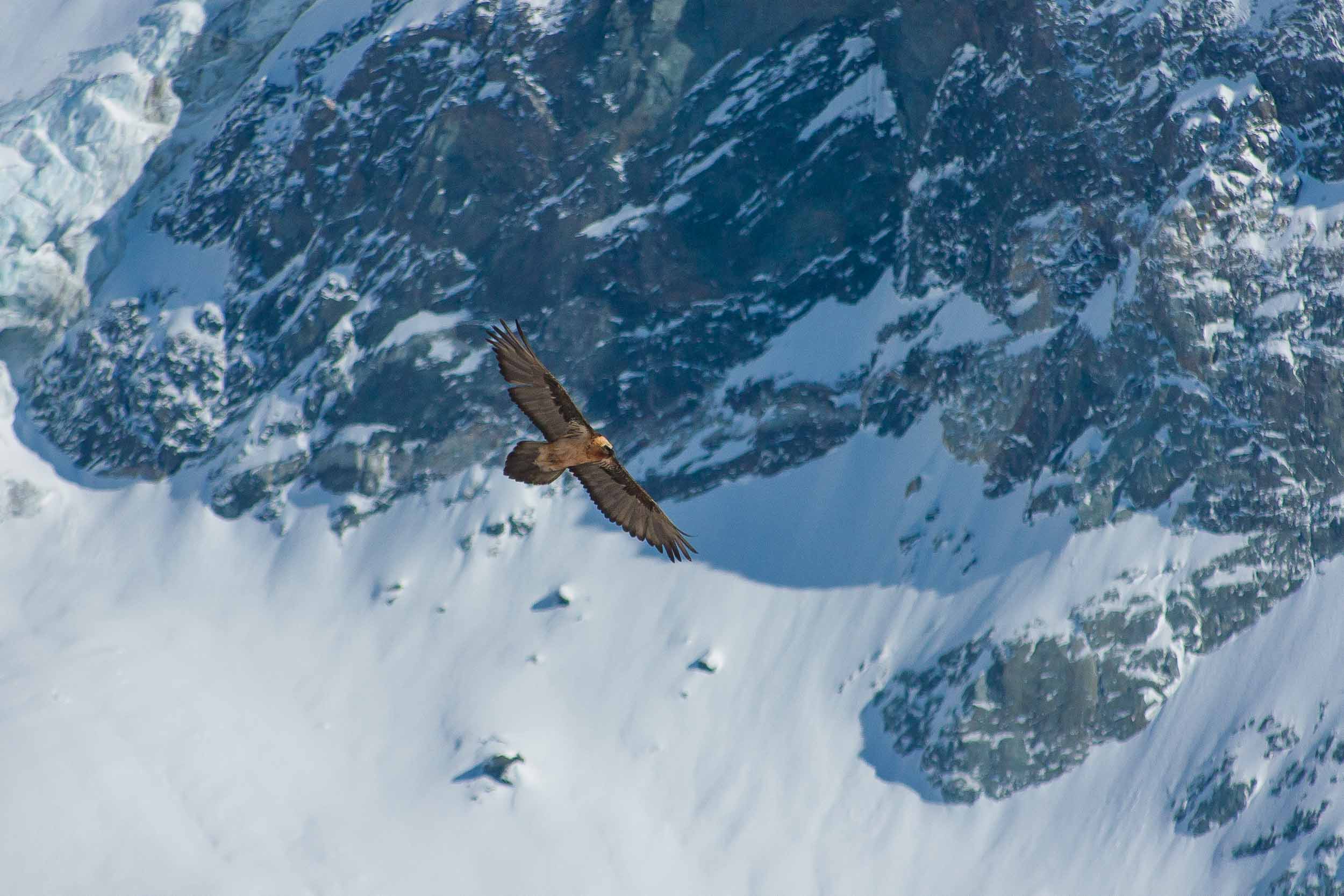 Gypaète barbu adulte en vol avec le massif de Bellcôte en fond