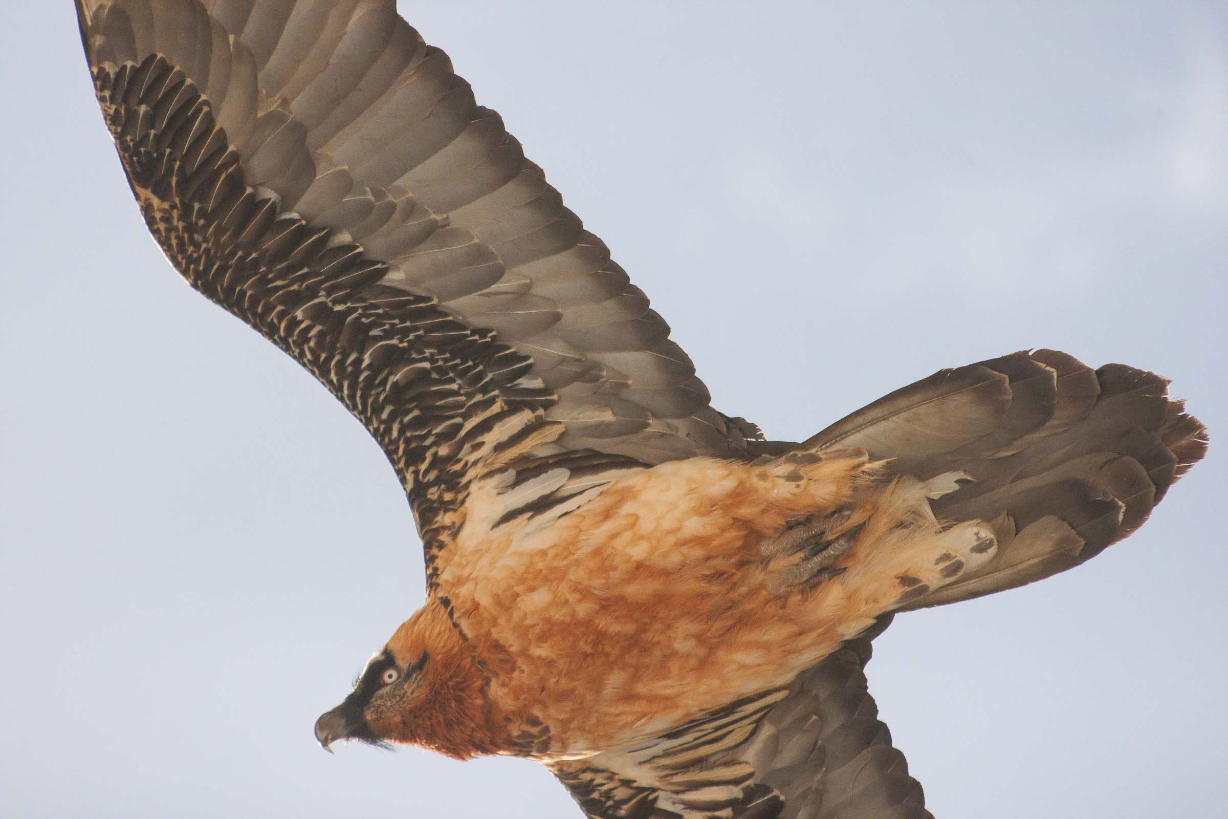 Gypaète barbu en vol mais de trop près