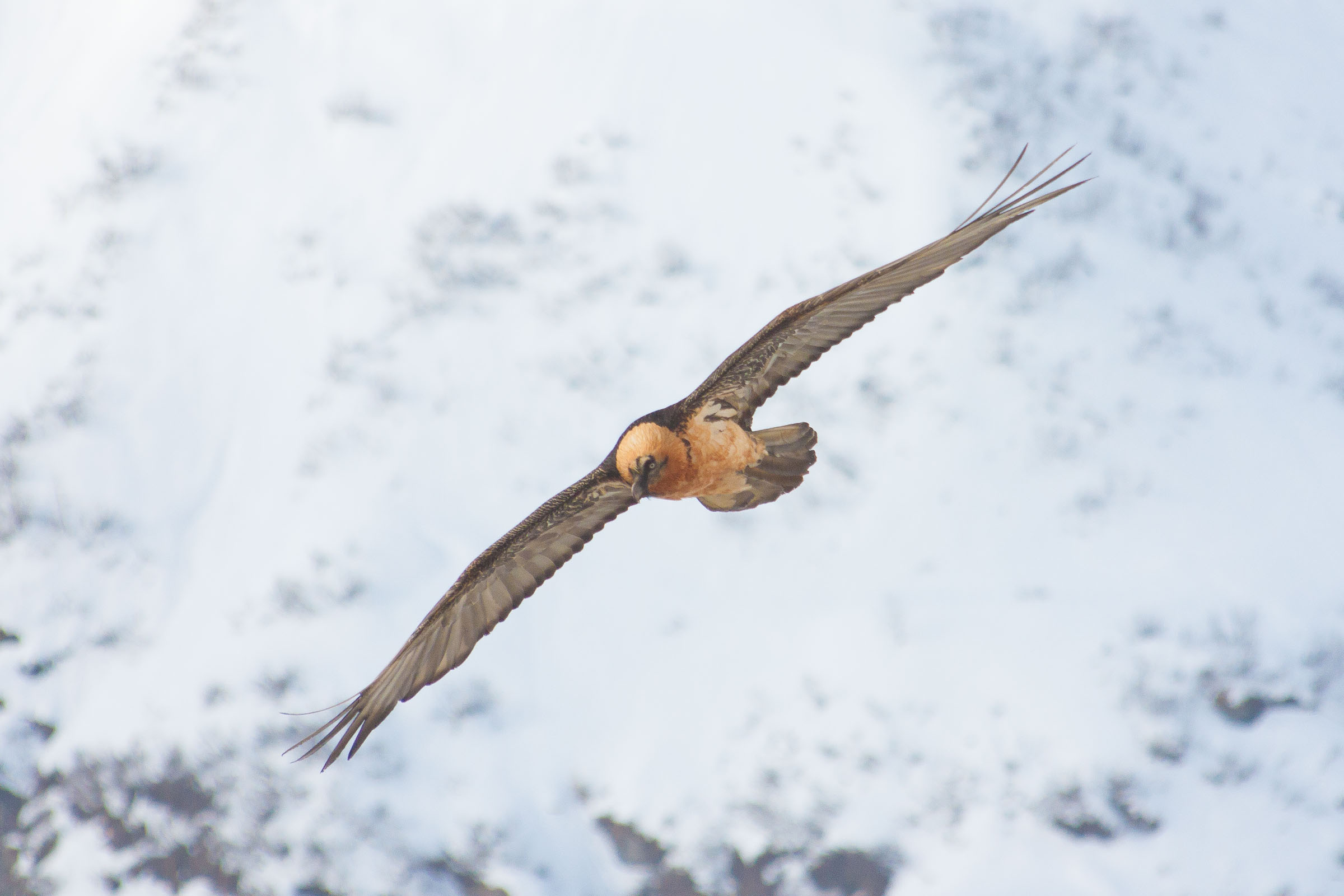 Gypaète barbu en vol