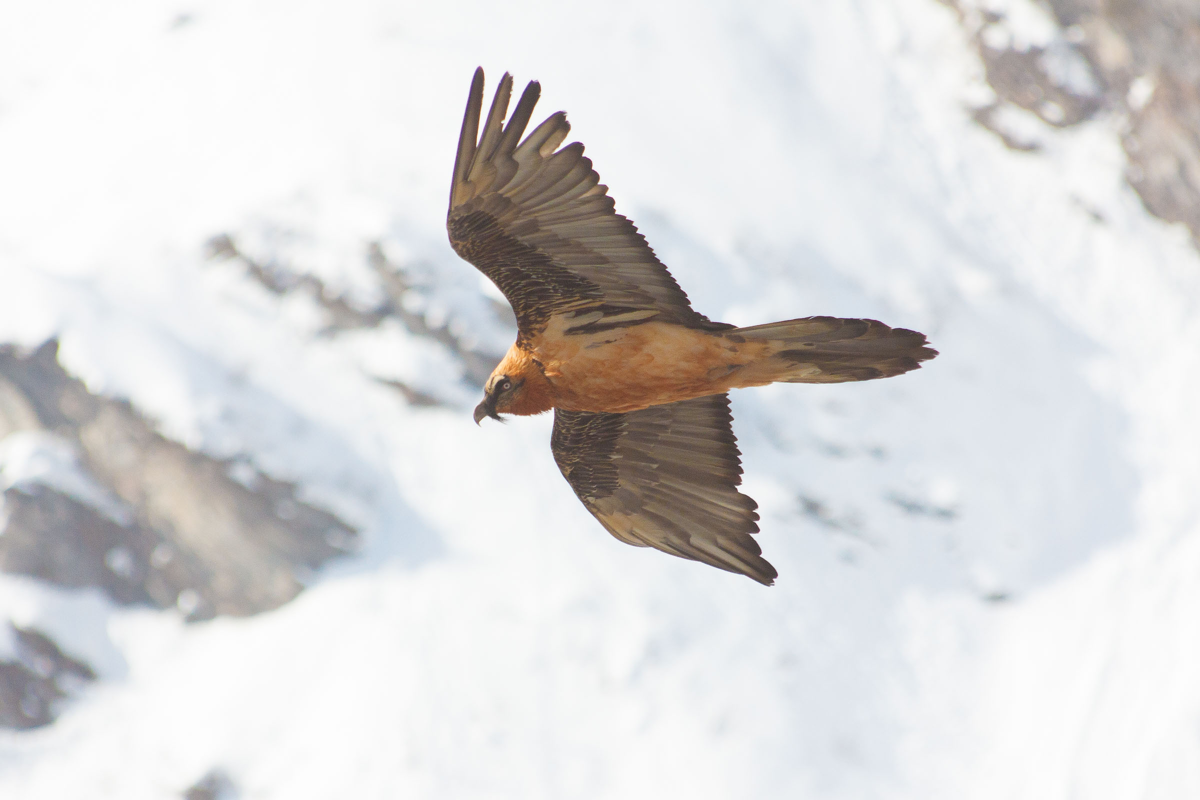 Gypaète barbu en vol