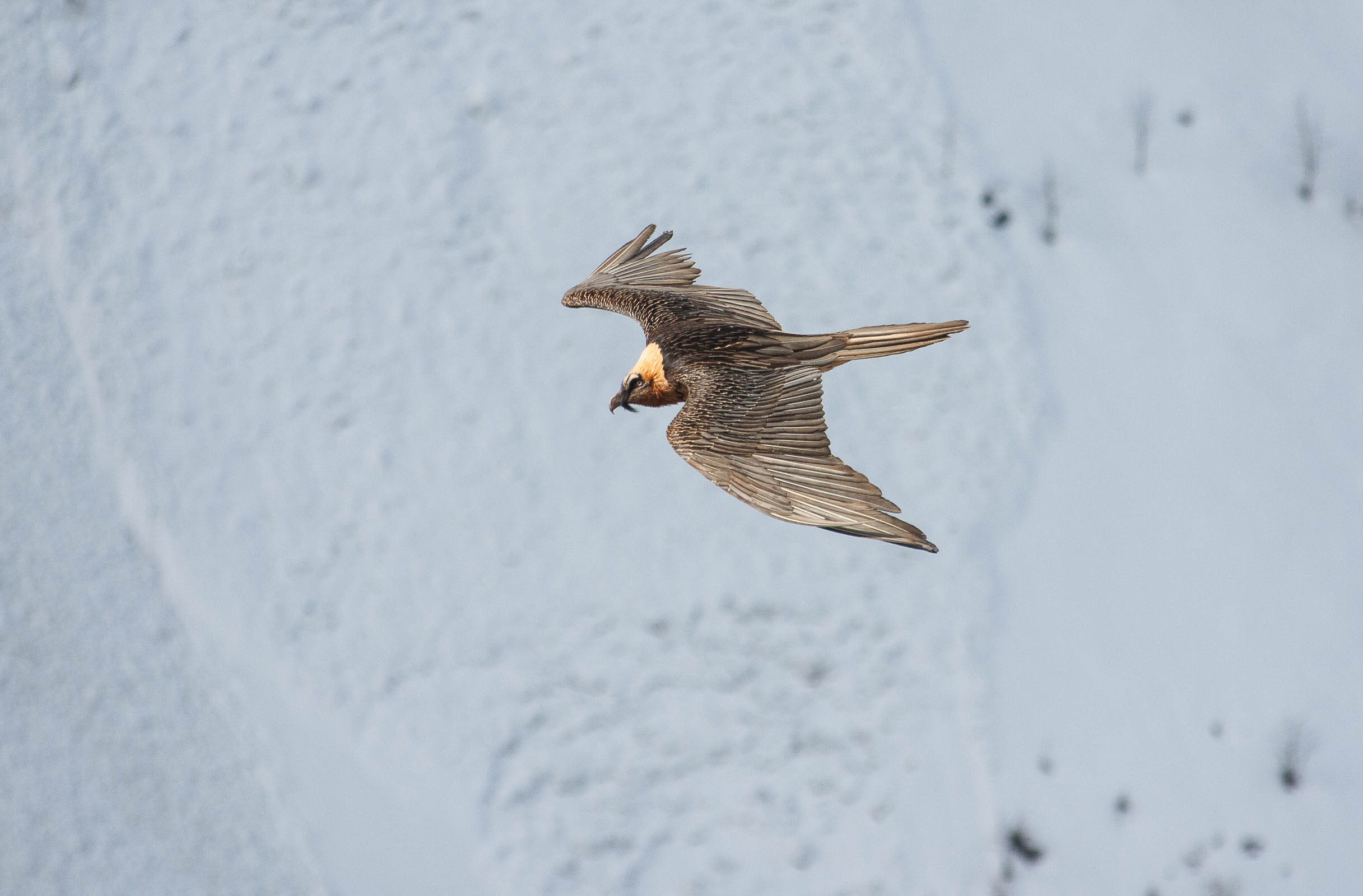 Gypaète barbu en vol