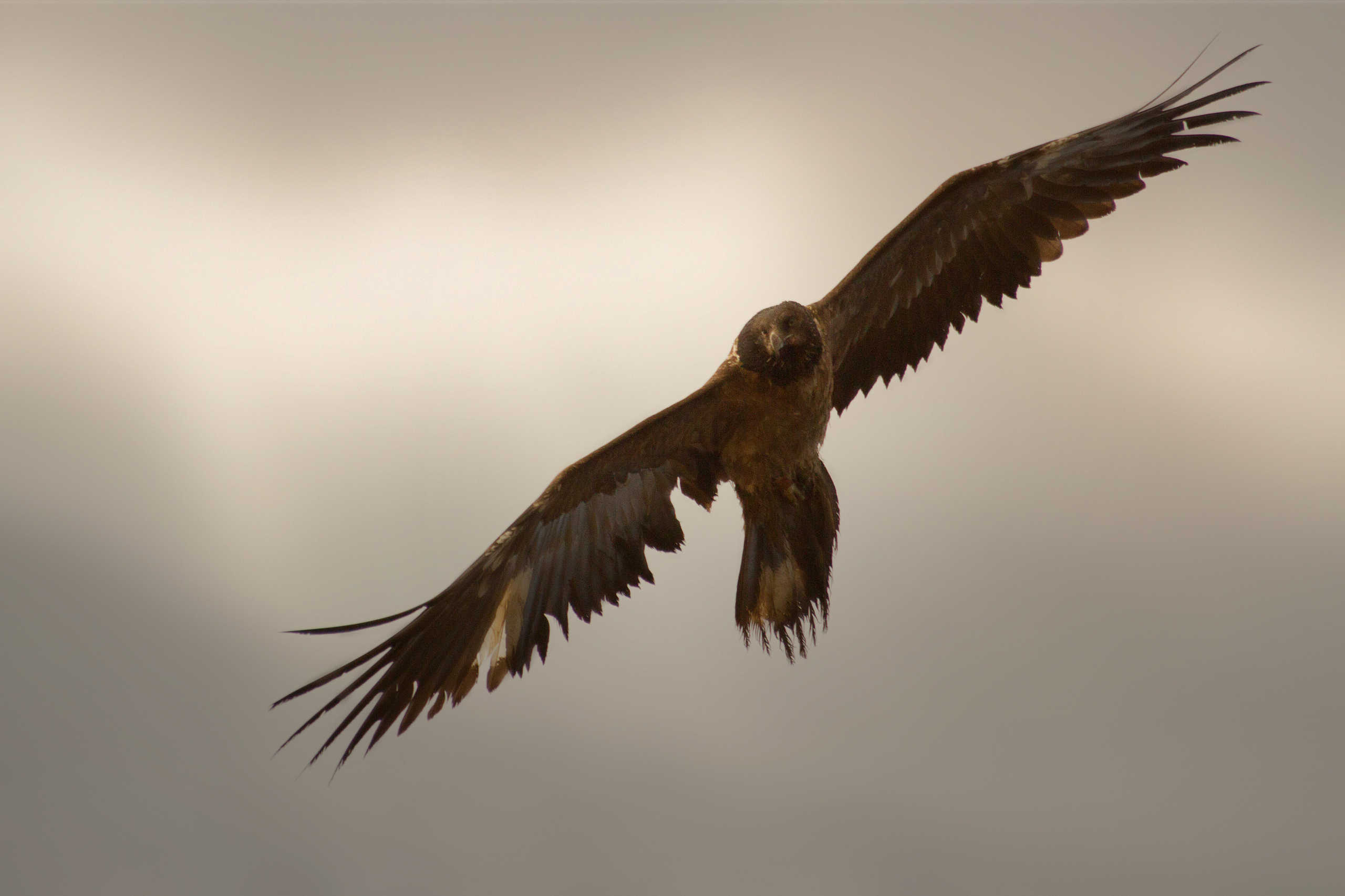 Téo le Gypaète Barbu Juvénile