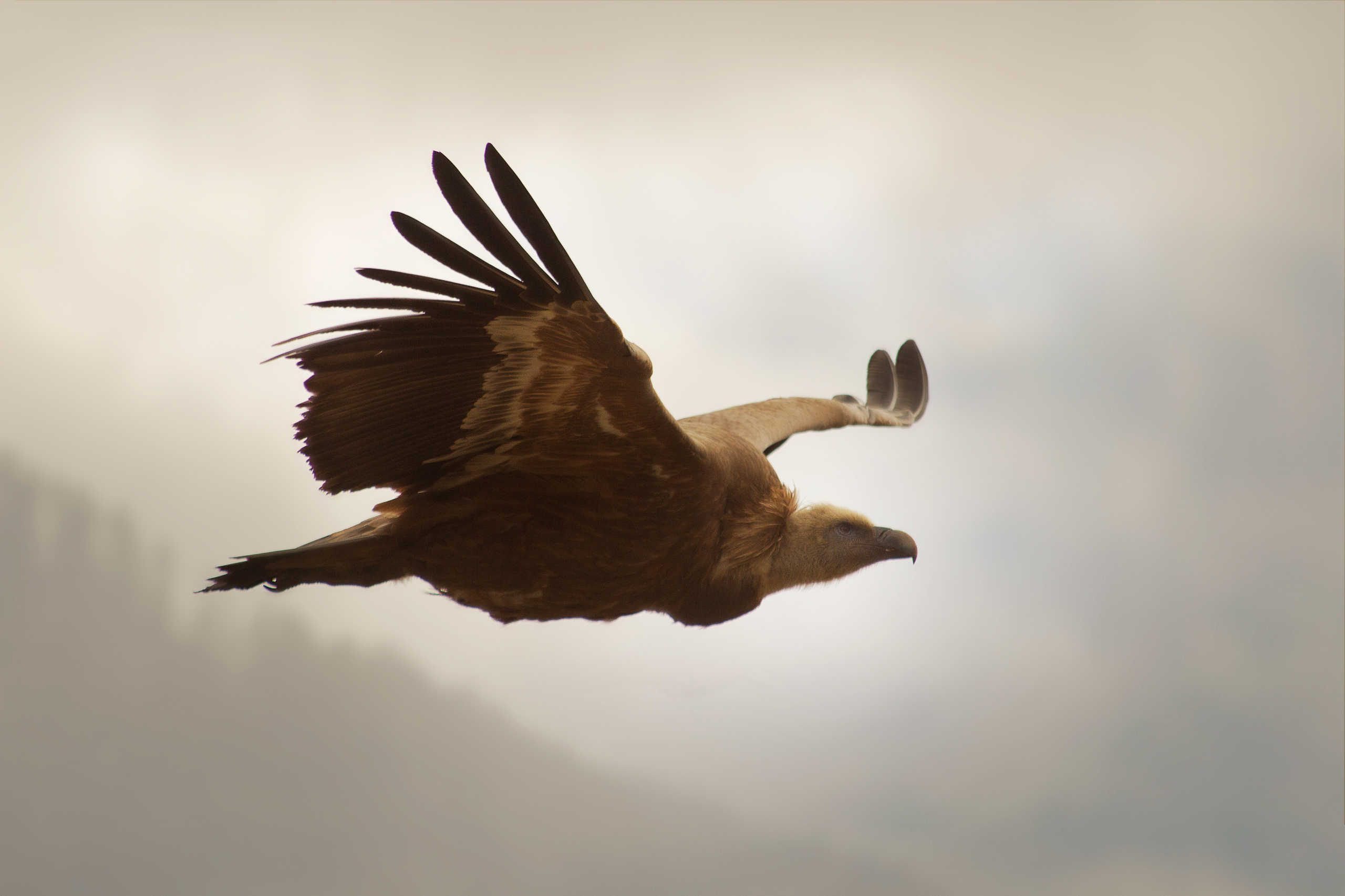 Vautour fauve de Rémuzat