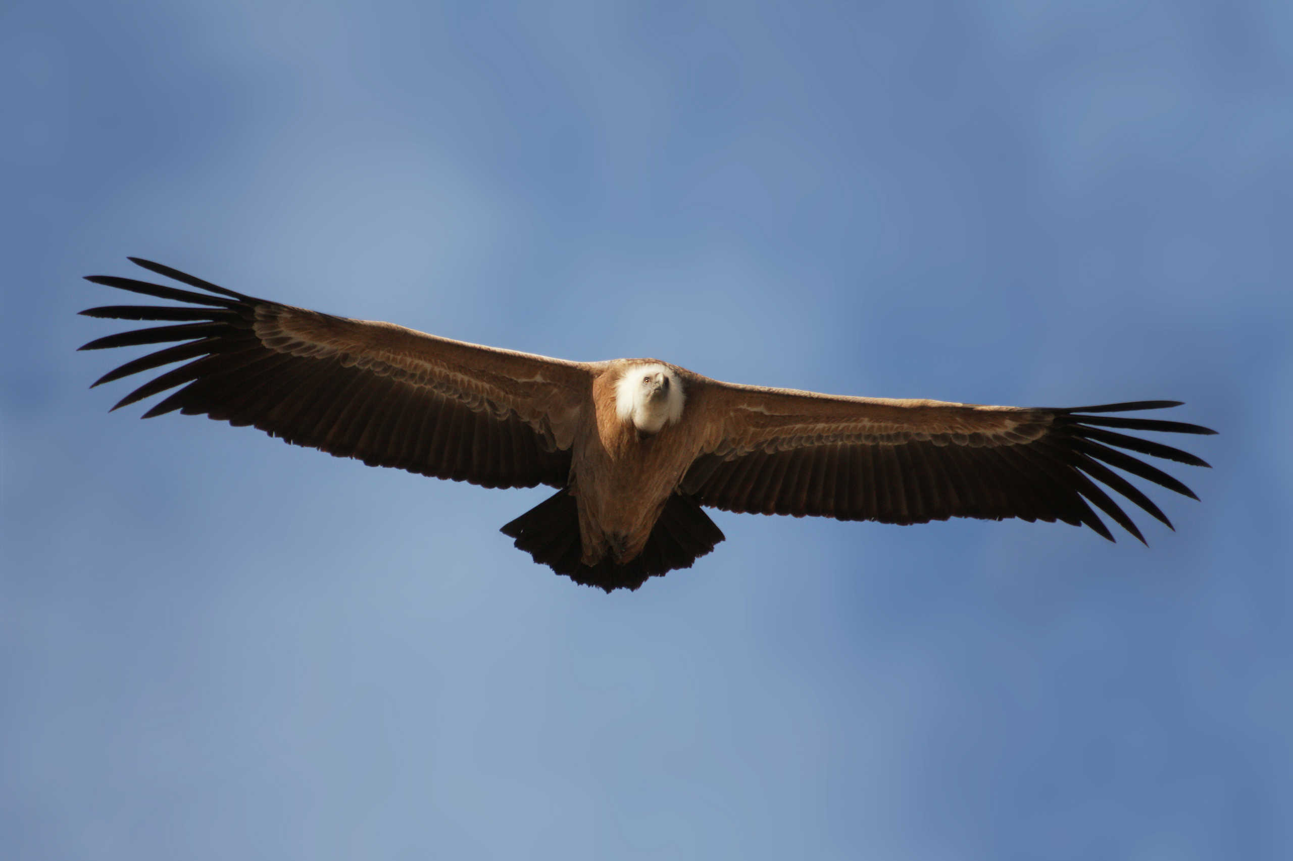 Vautour fauve de Rémuzat