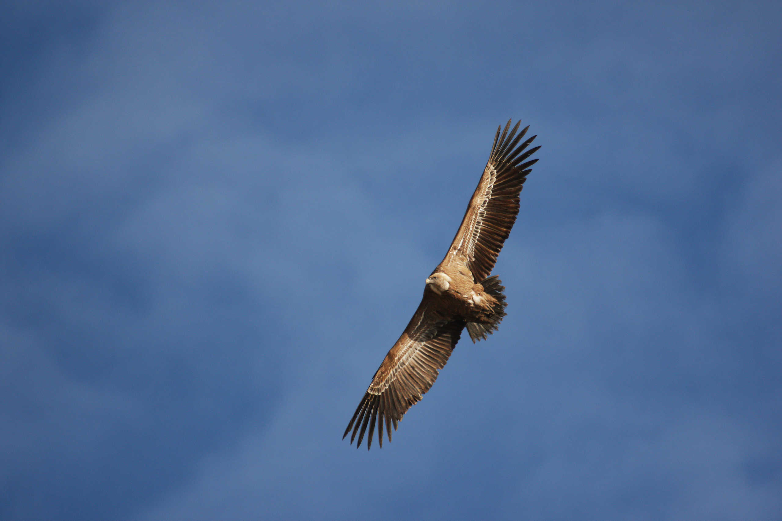 Vautour fauve de Rémuzat