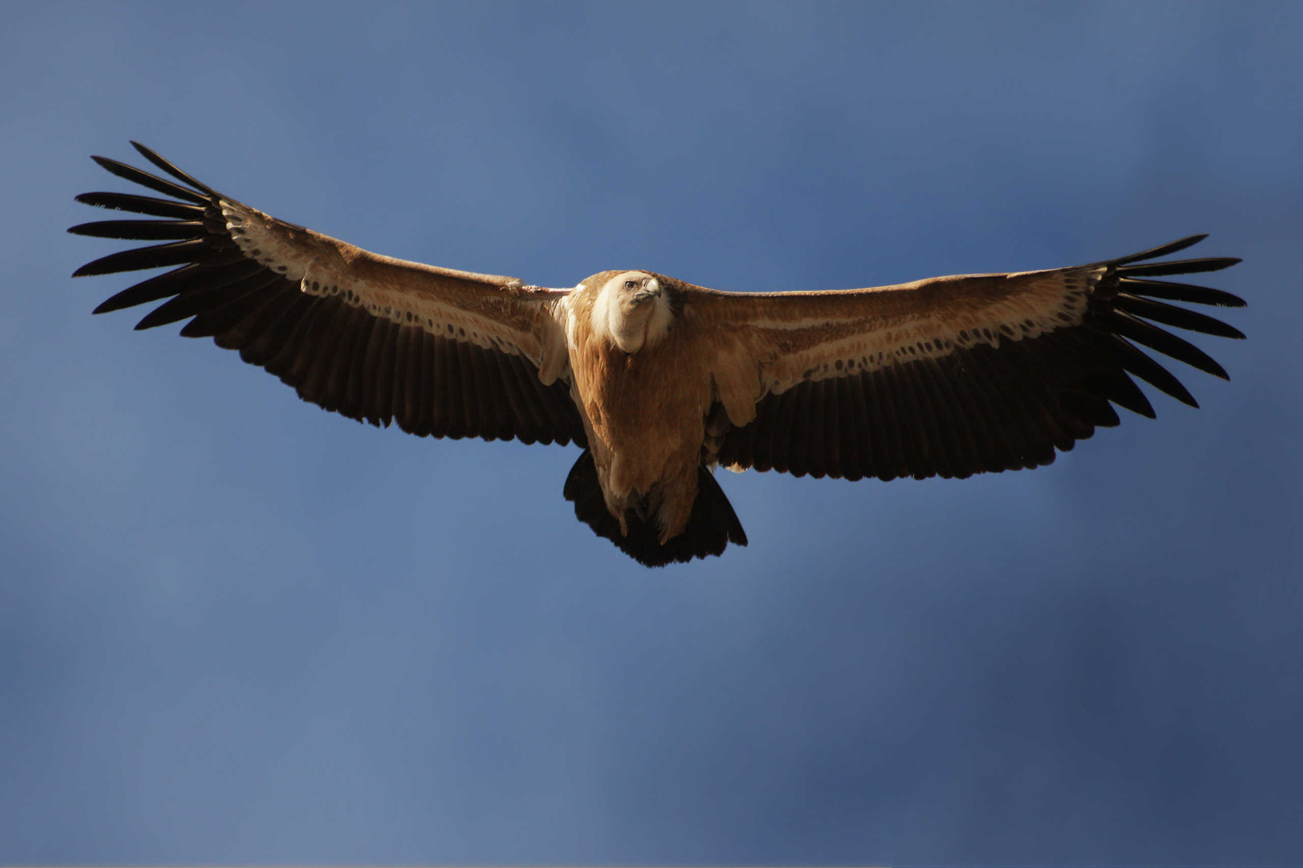 Vautour Fauve de Rémuzat