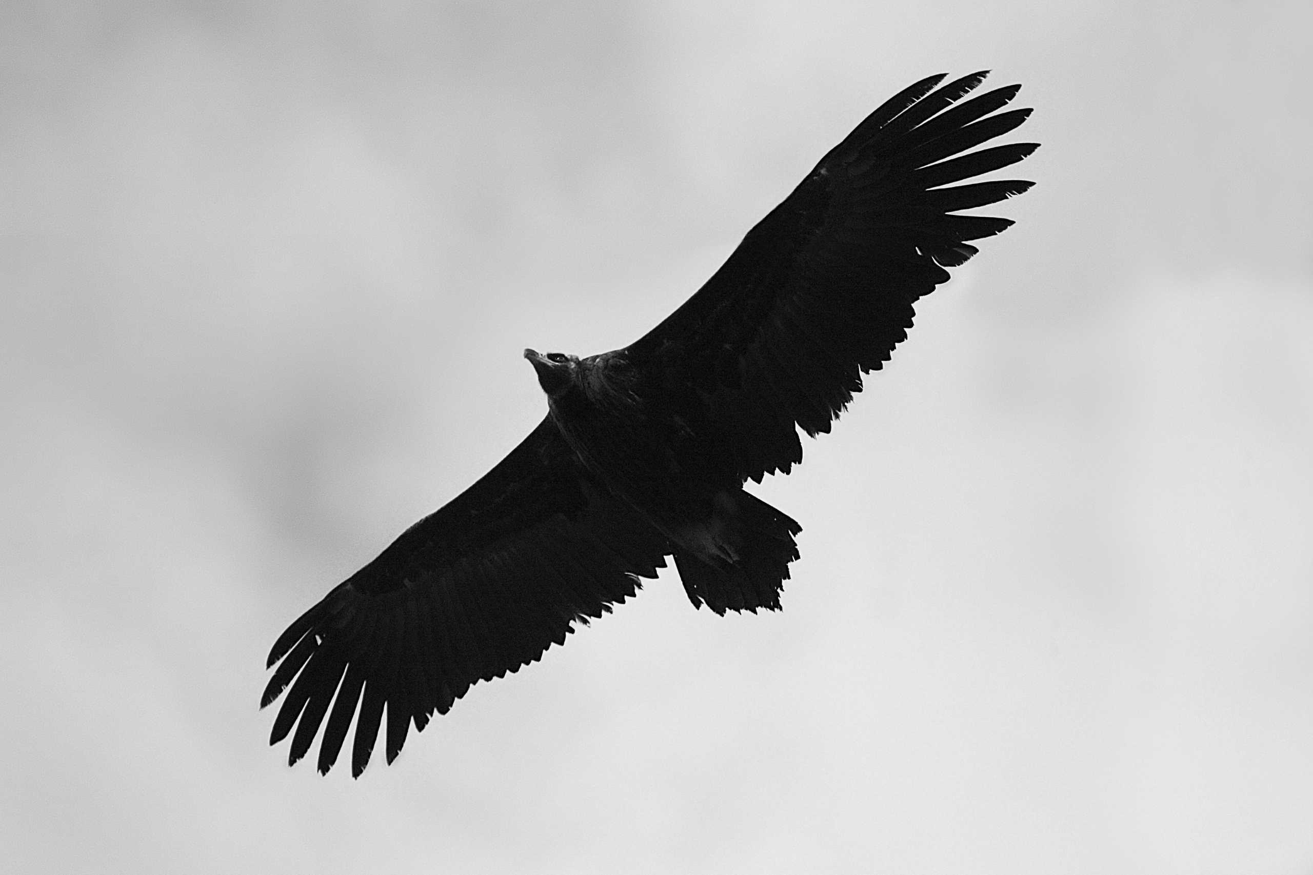 Vautour moine de Rémuzat