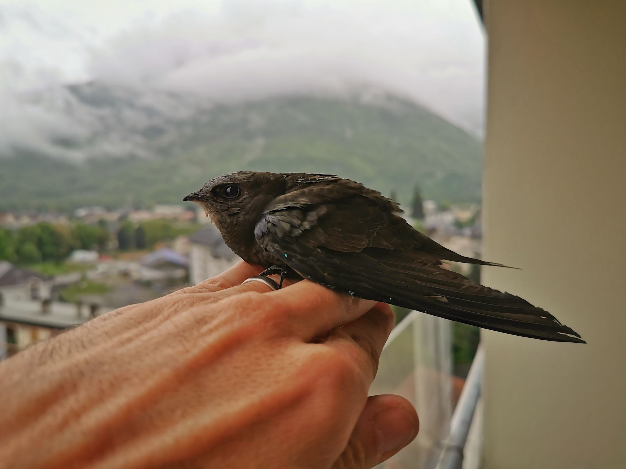 Martinet noir qui vient de se cogner dans la porte-fenêtre
