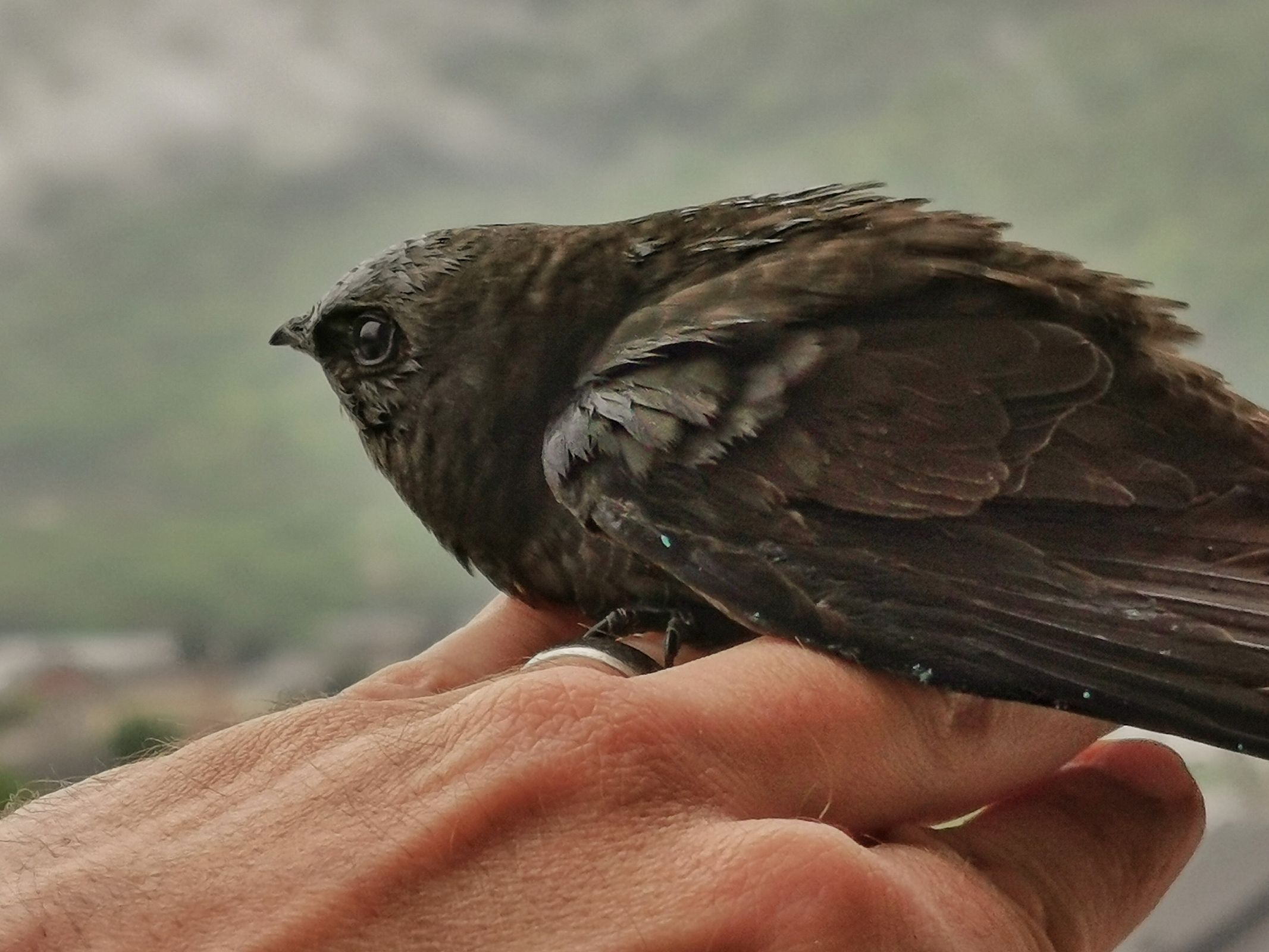 Martinet noir qui vient de se cogner dans la porte-fenêtre