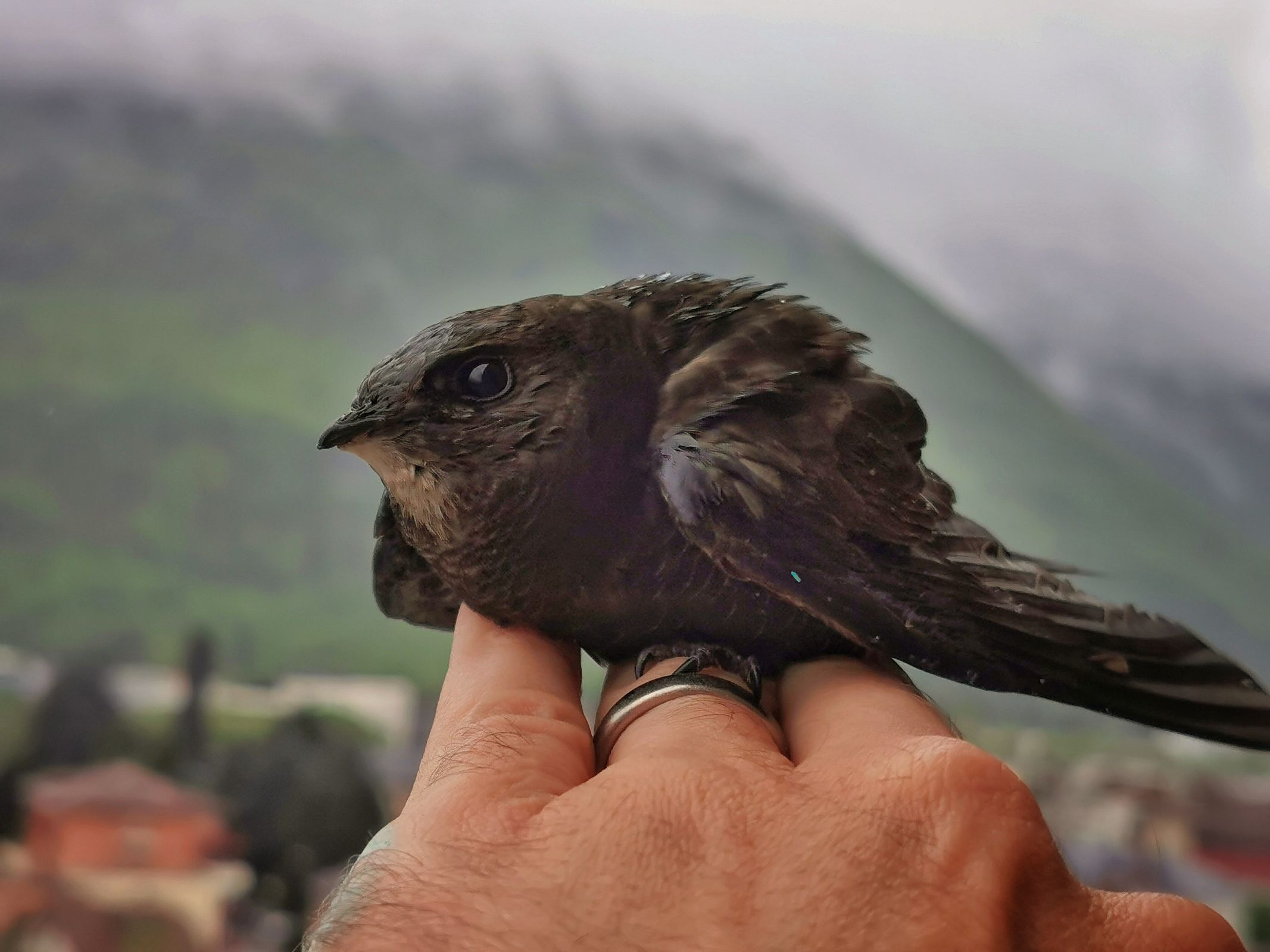 Martinet noir qui vient de se cogner dans la porte-fenêtre
