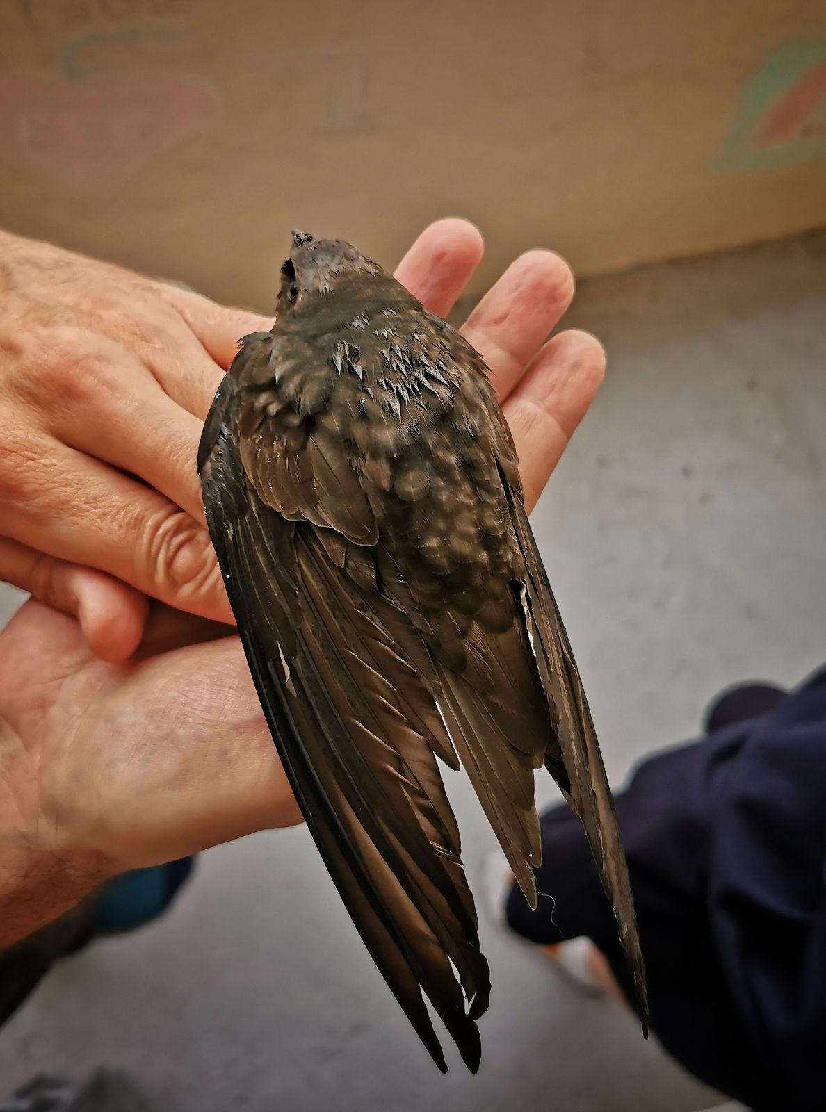 Martinet noir qui vient de se cogner dans la porte-fenêtre
